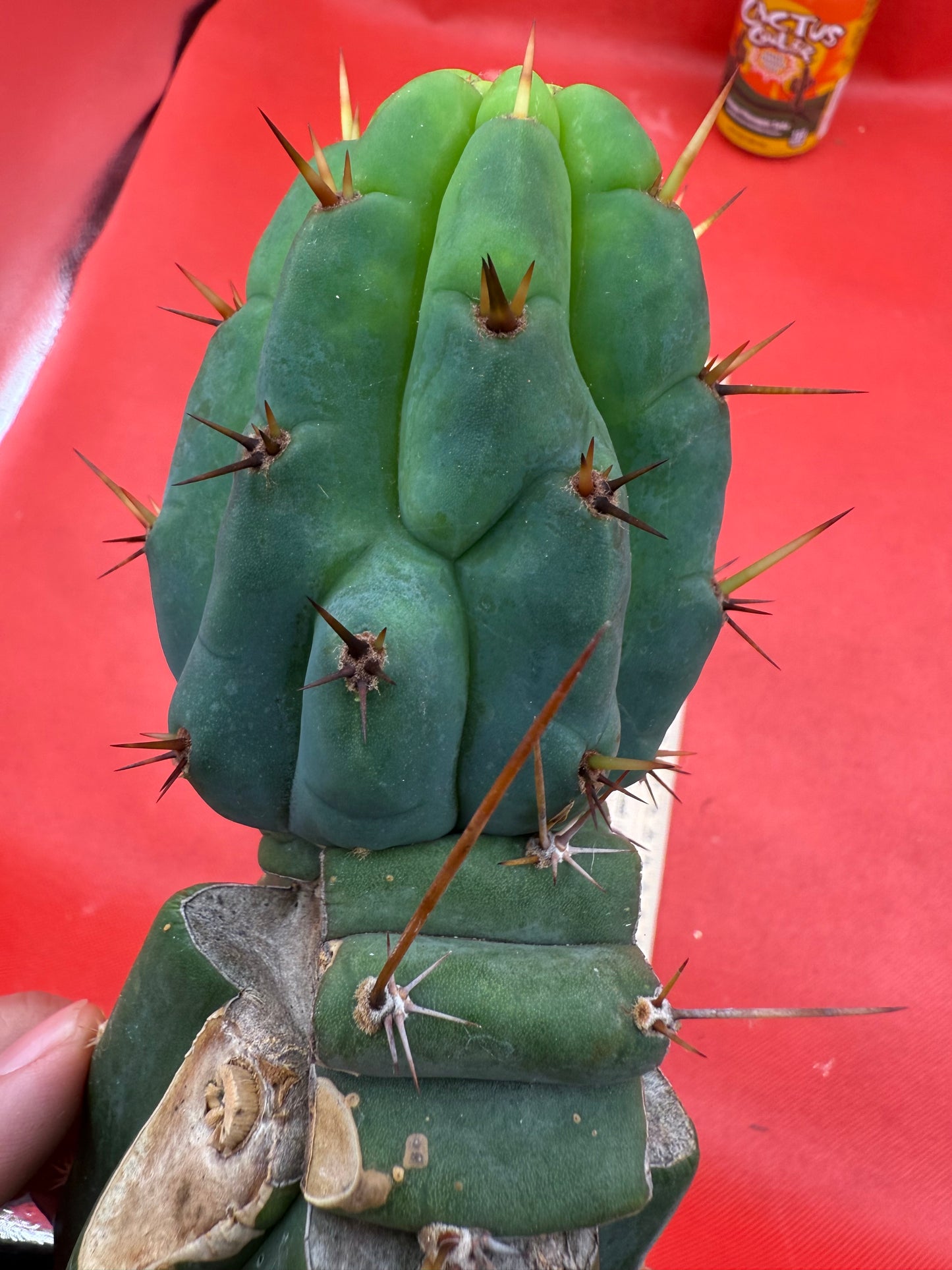 GRAFTED PALA