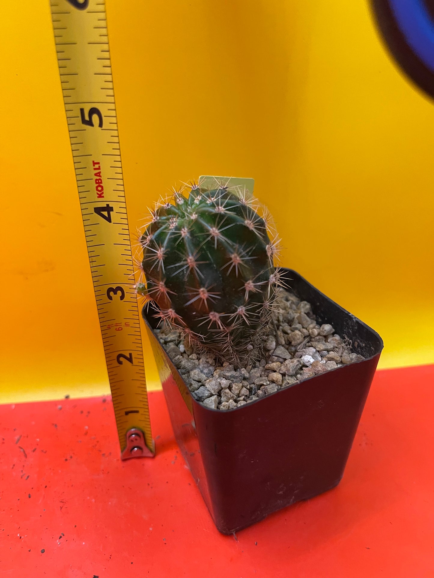 Yellow flowering echinopsis potted cactus !