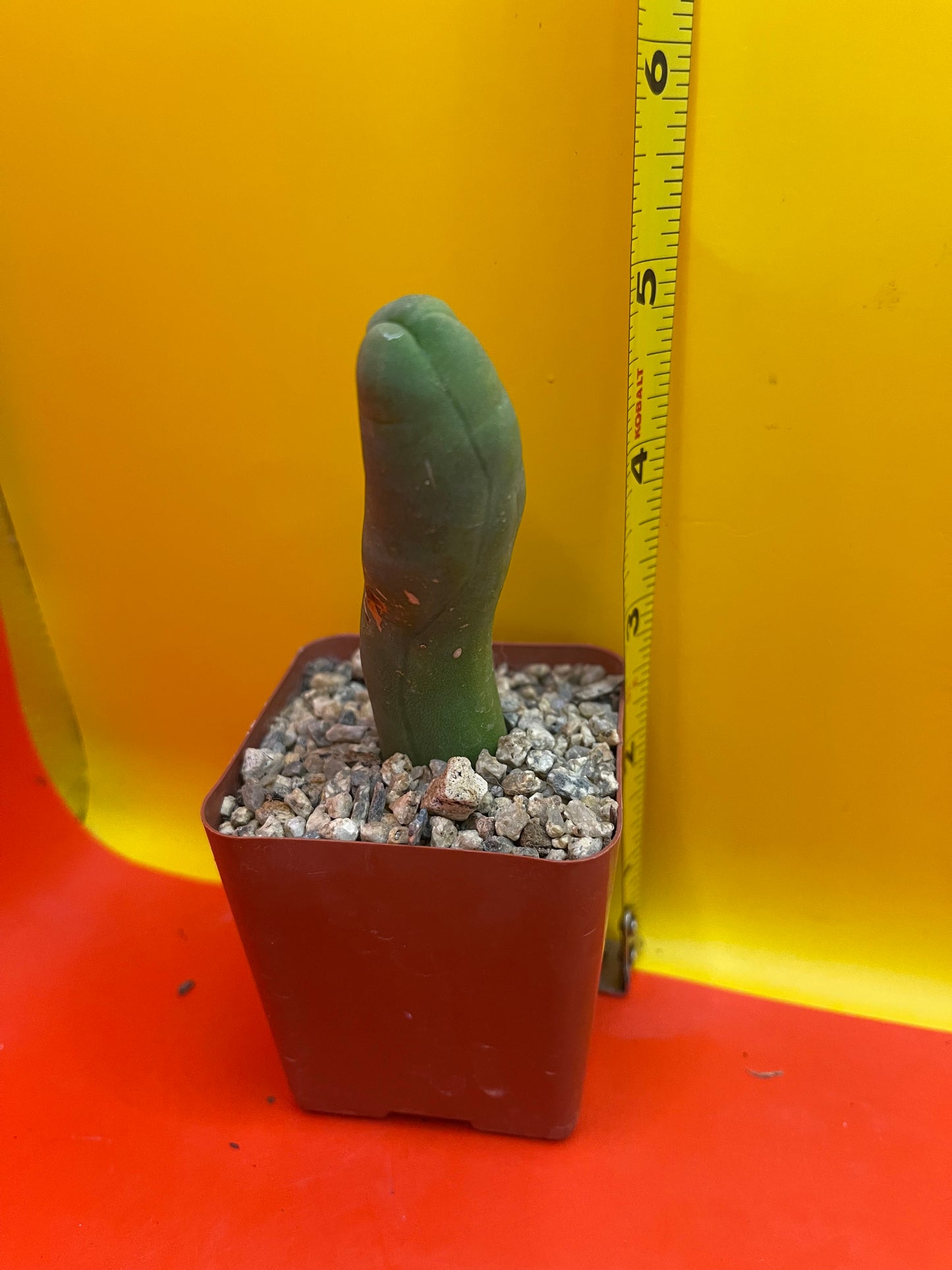 Small potted Tbm