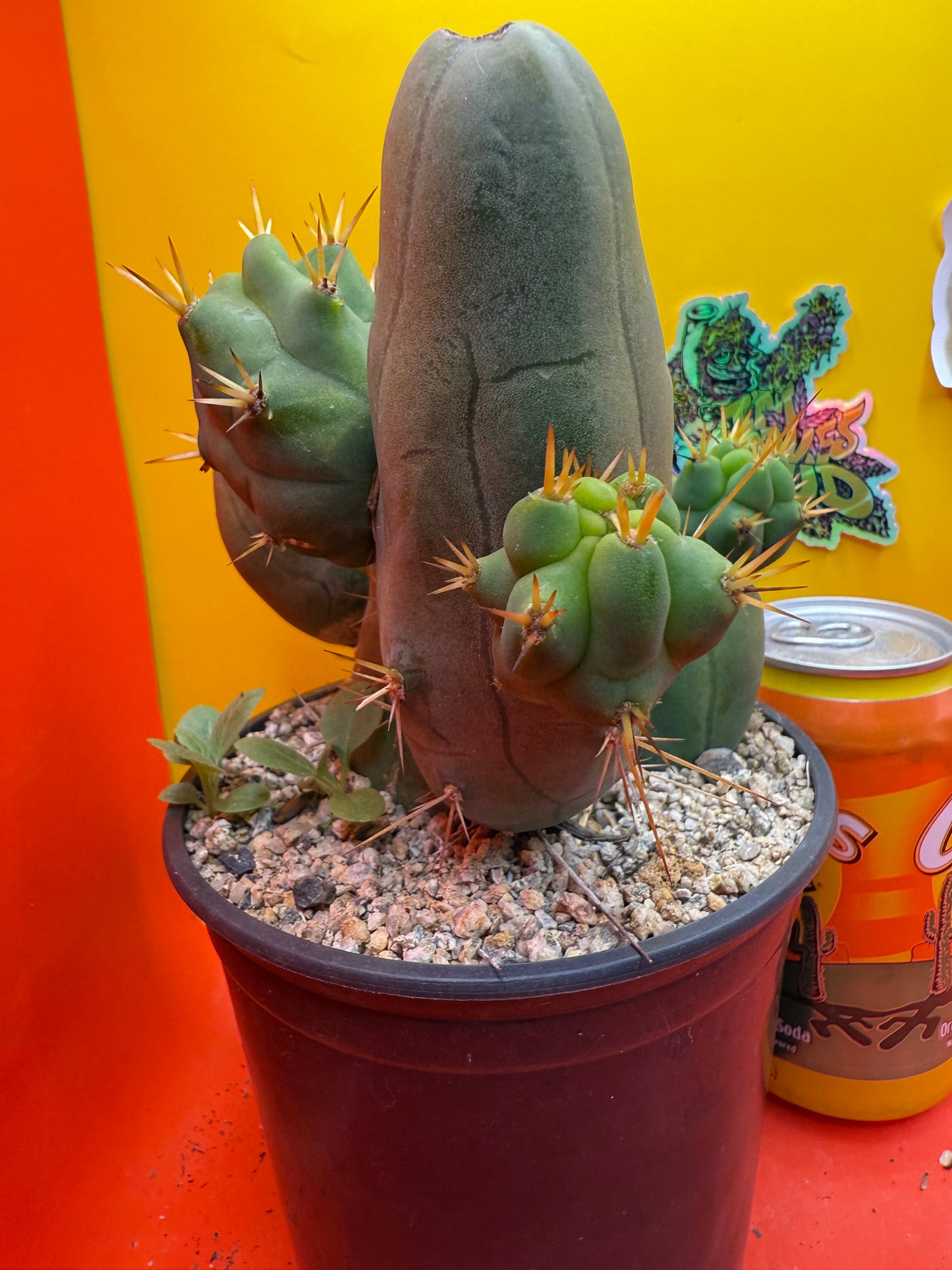 Exact cactus !