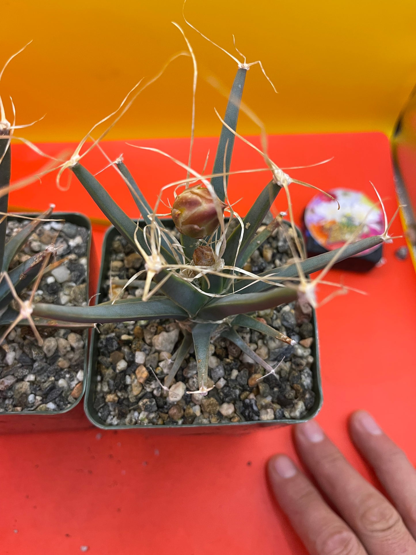 Leuchtenbergia principis with flower buds
