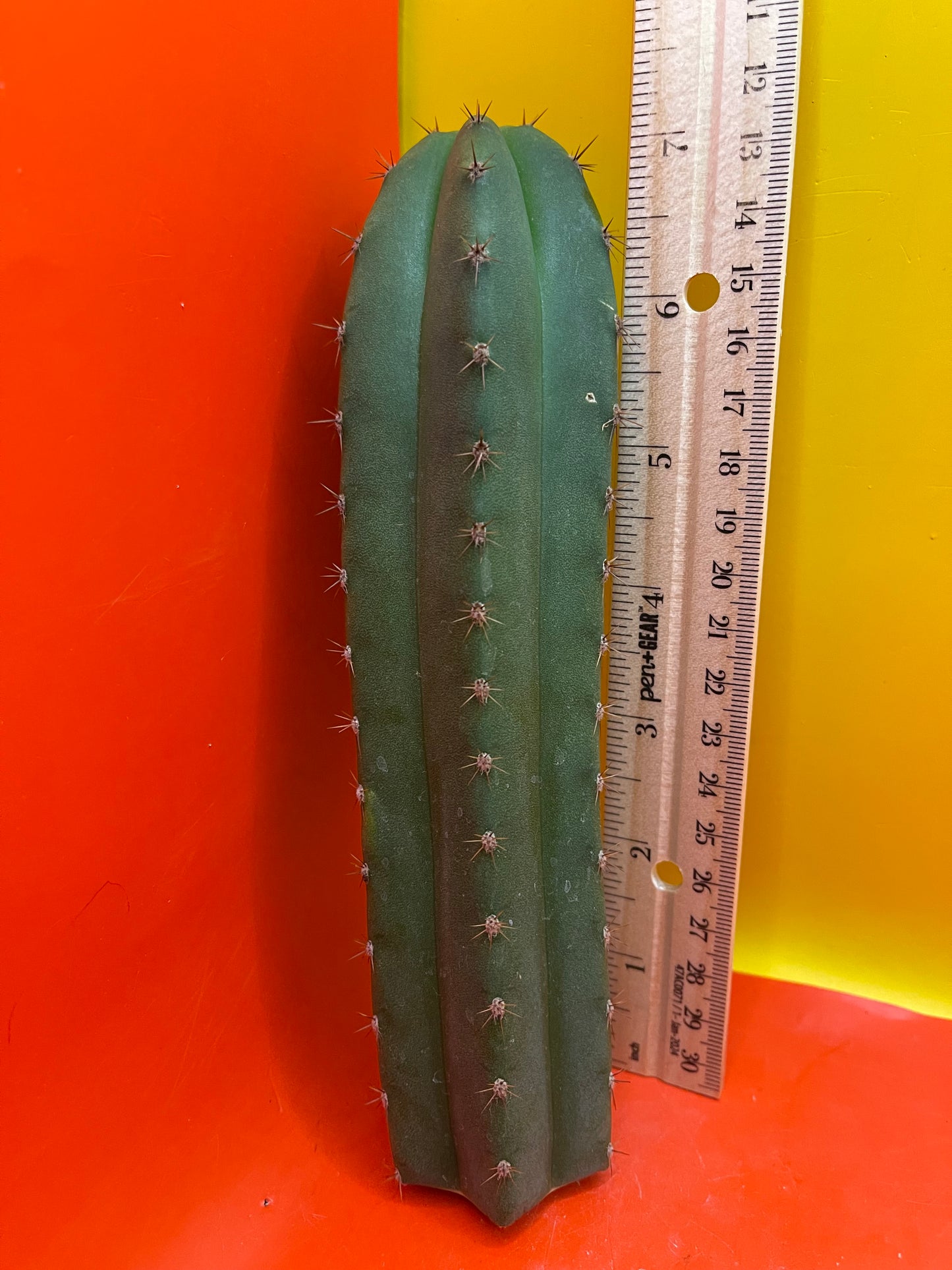 Trichocereus “MT”