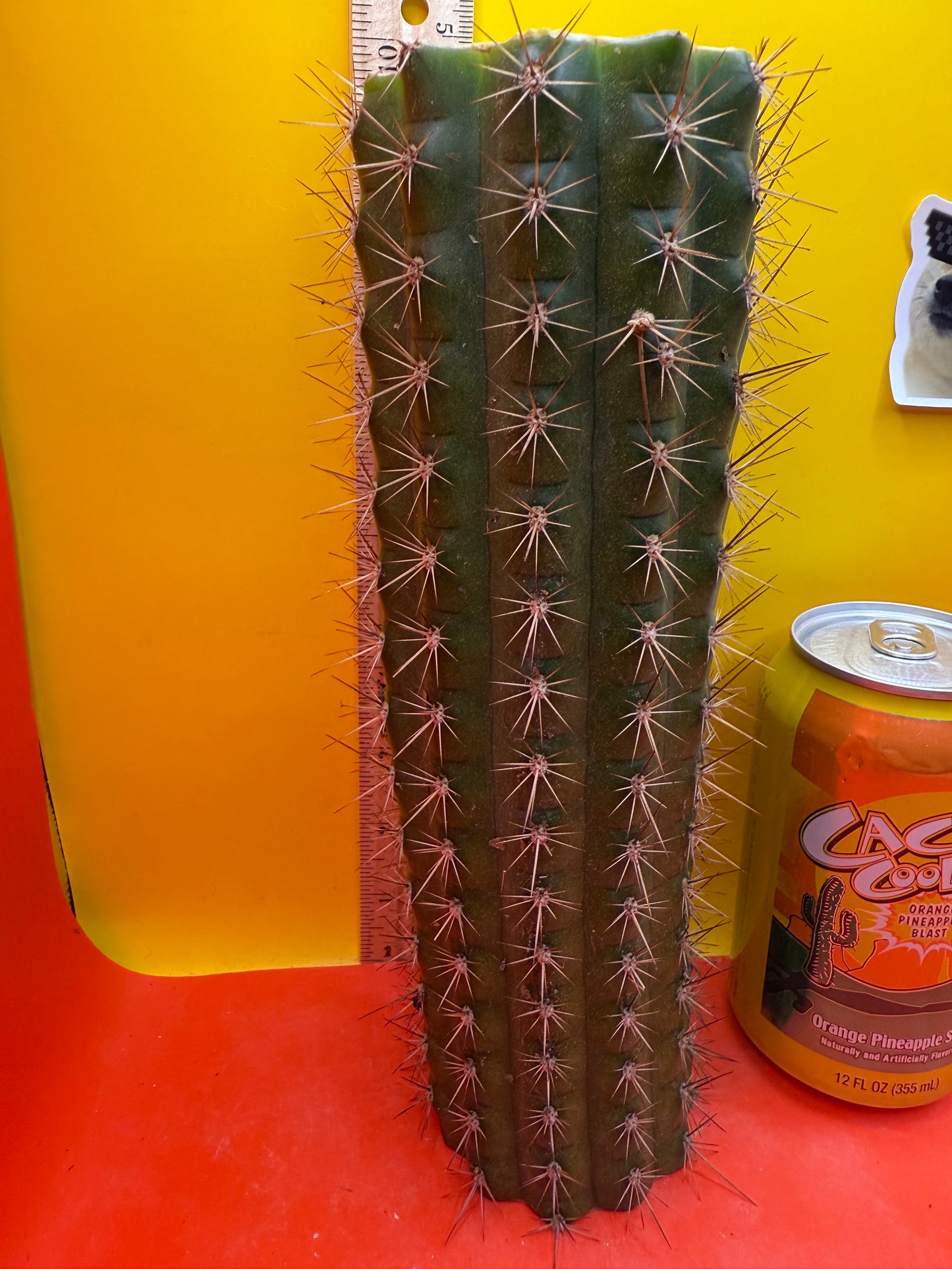 Trichocereus thelegonus