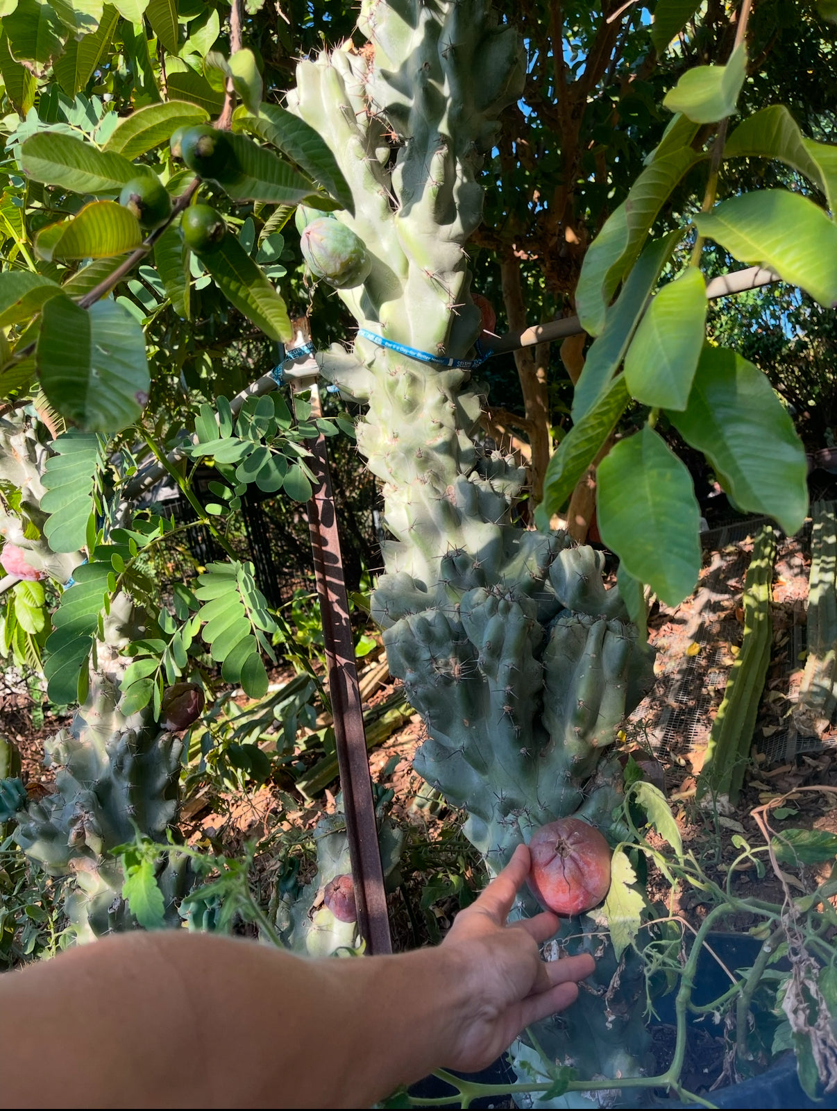 Cereus monstrose