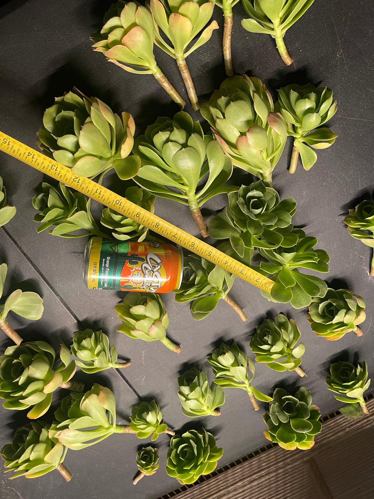 Aeonium - 30 cuttings