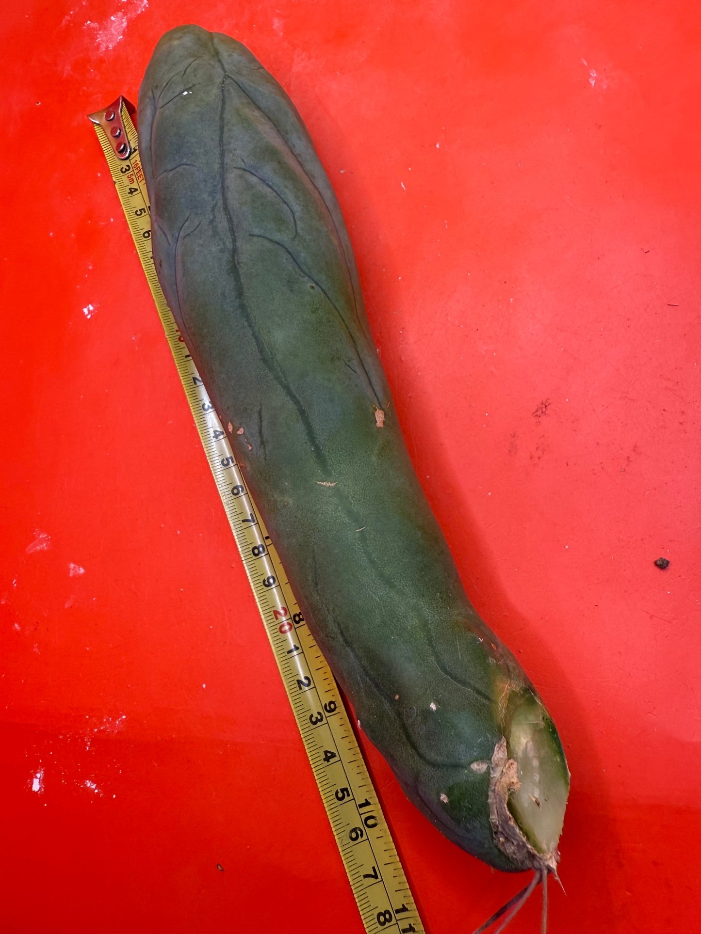 LONG FORM TBM-A cactus
