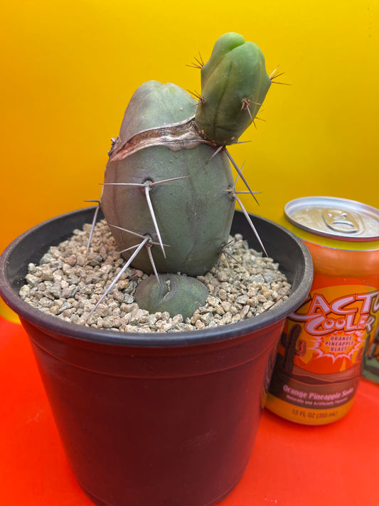CACTUS !