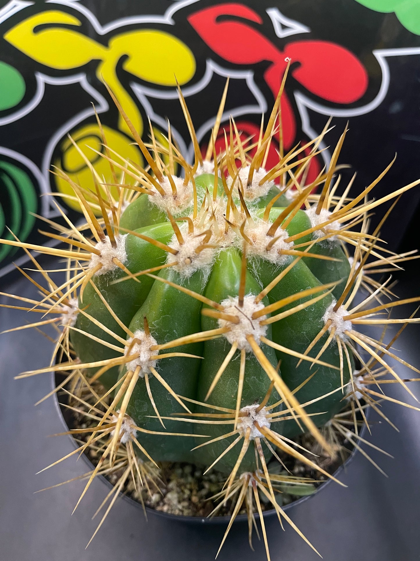 Terscheckii!! - one of the largest San Pedro cactus 🌵!comes in a 6” wide pot