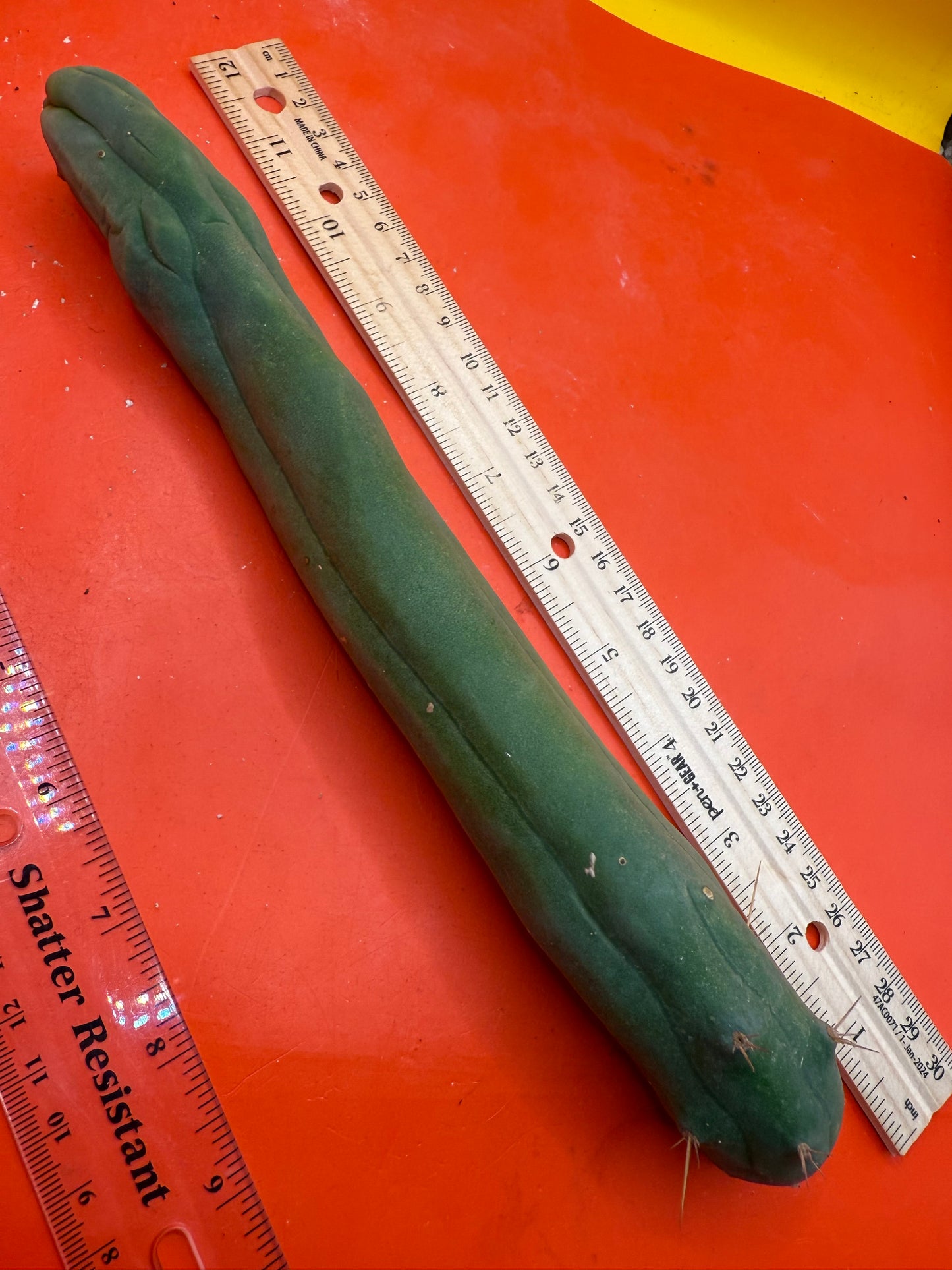 TBM-A long form monstrose cactus !