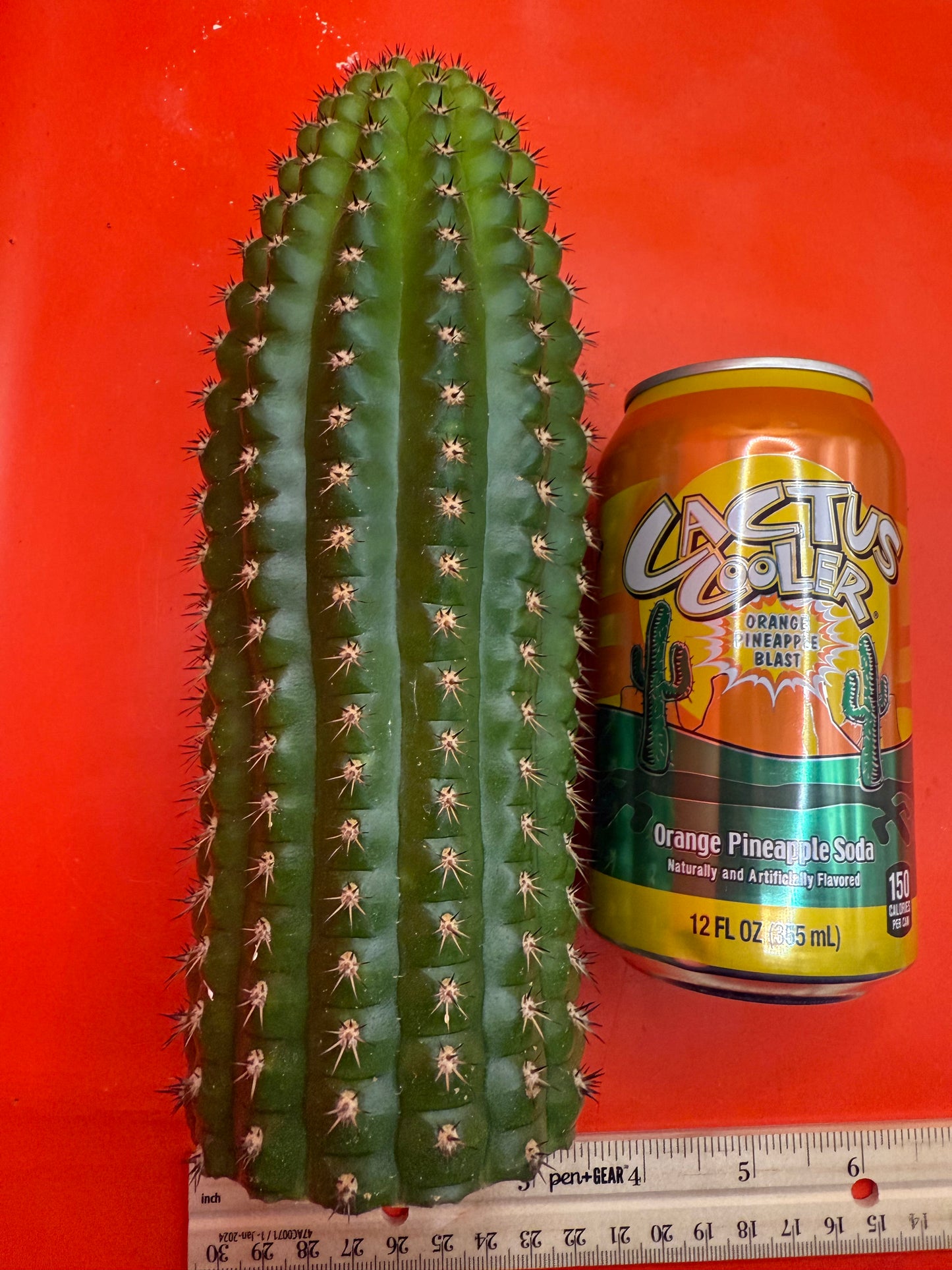 Trichocereus Brevispinulosus