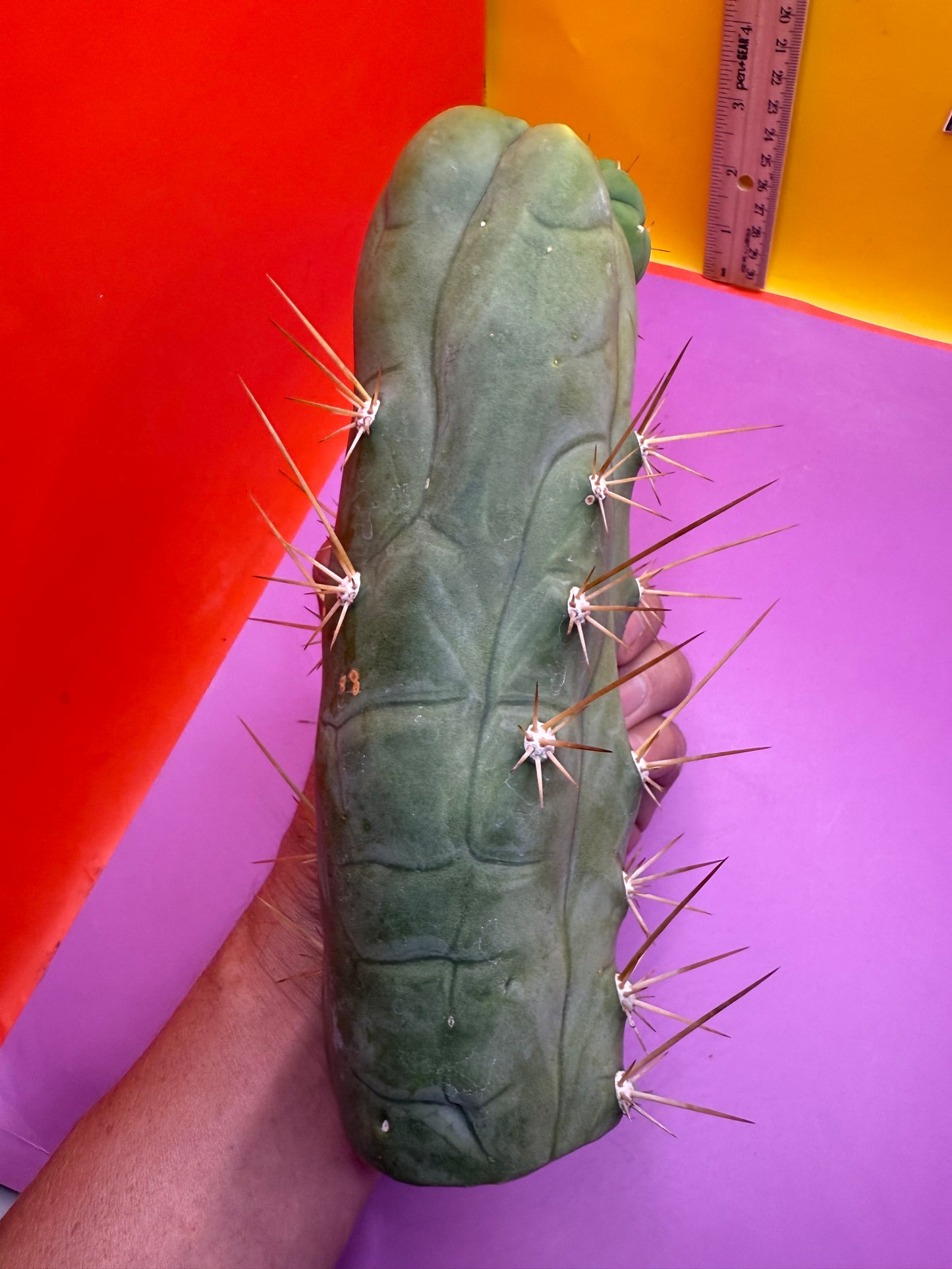 Big Thic Bruce’s Dragon 🐉
