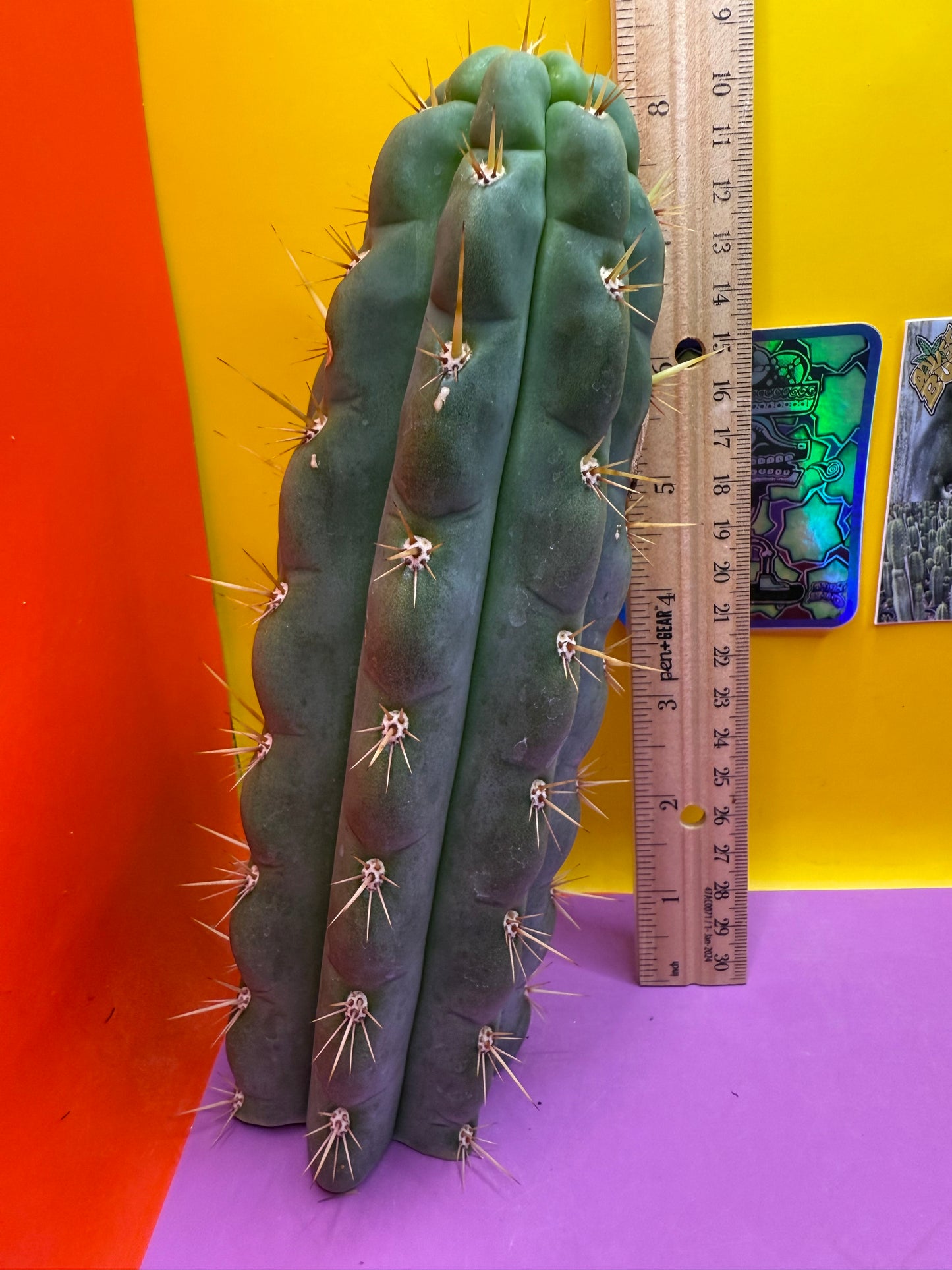 Ss03 cactus cutting