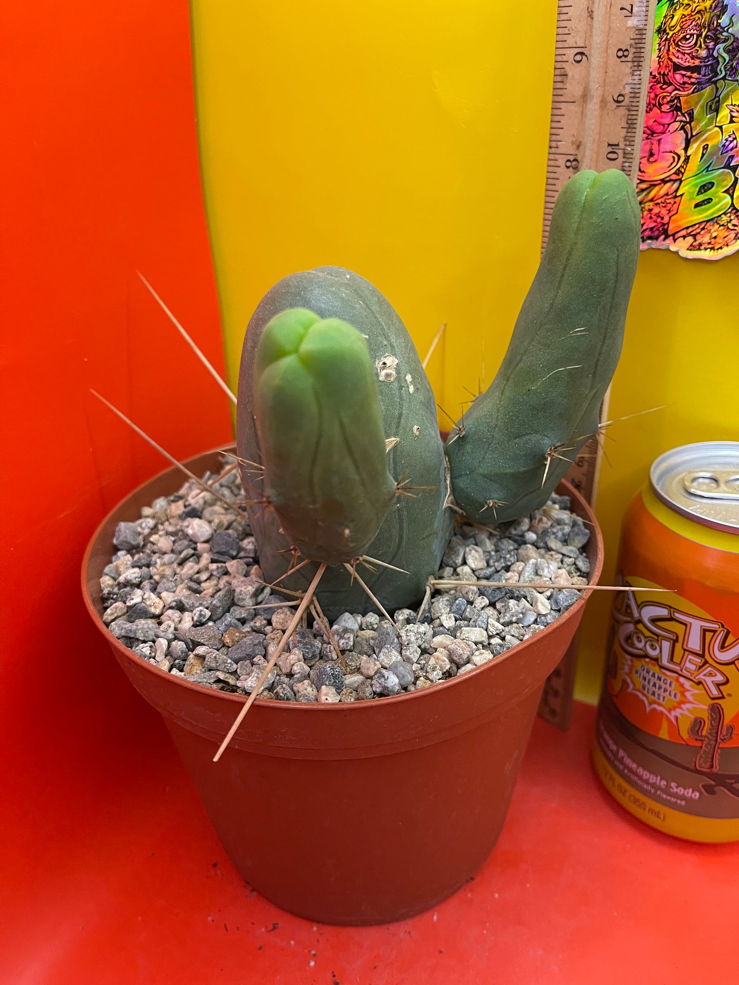 TBM !! This exact cactus in its pot