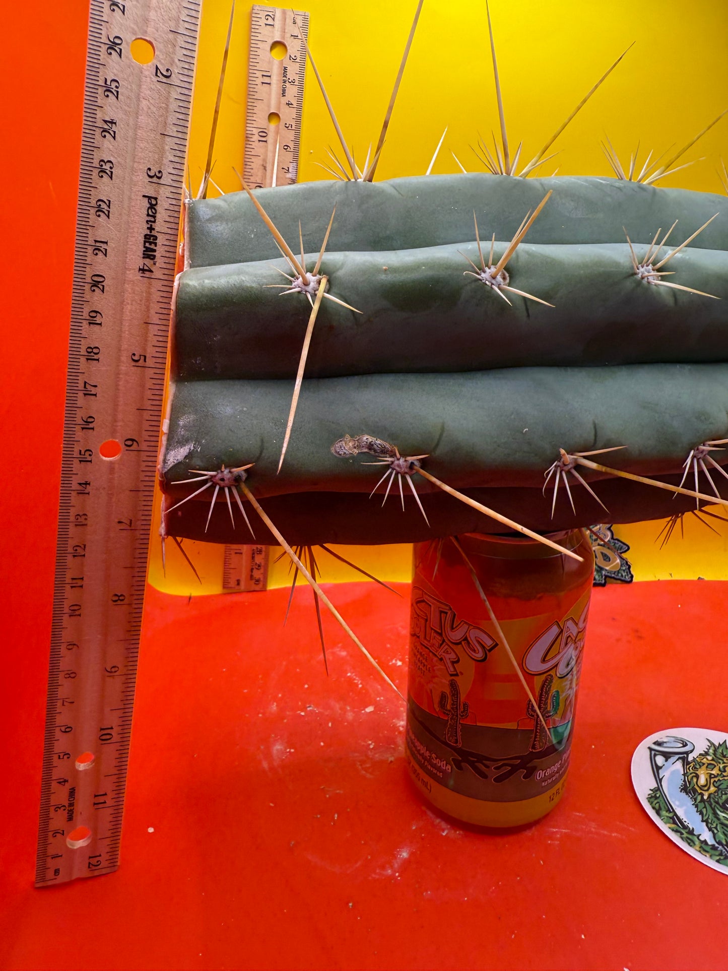 TRICHOCEREUS MACROGONUS !