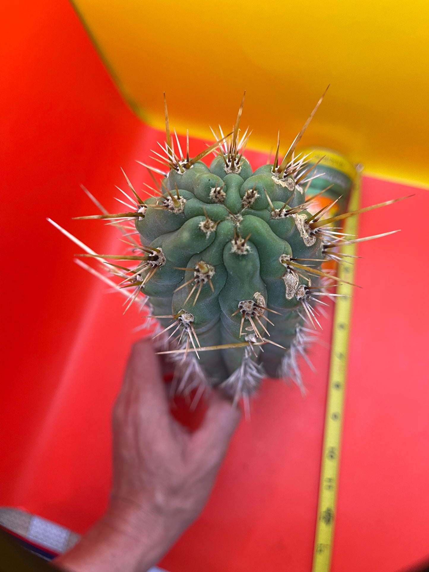 Trichocereus Puquiensis - cv “Linda”