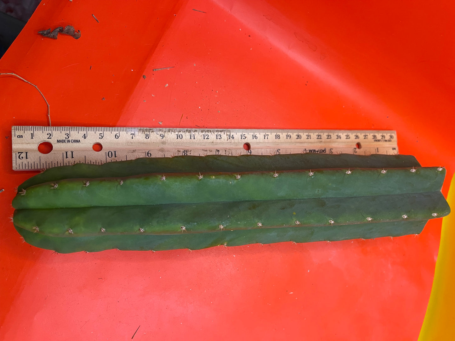 San Pedro Cactus šµ