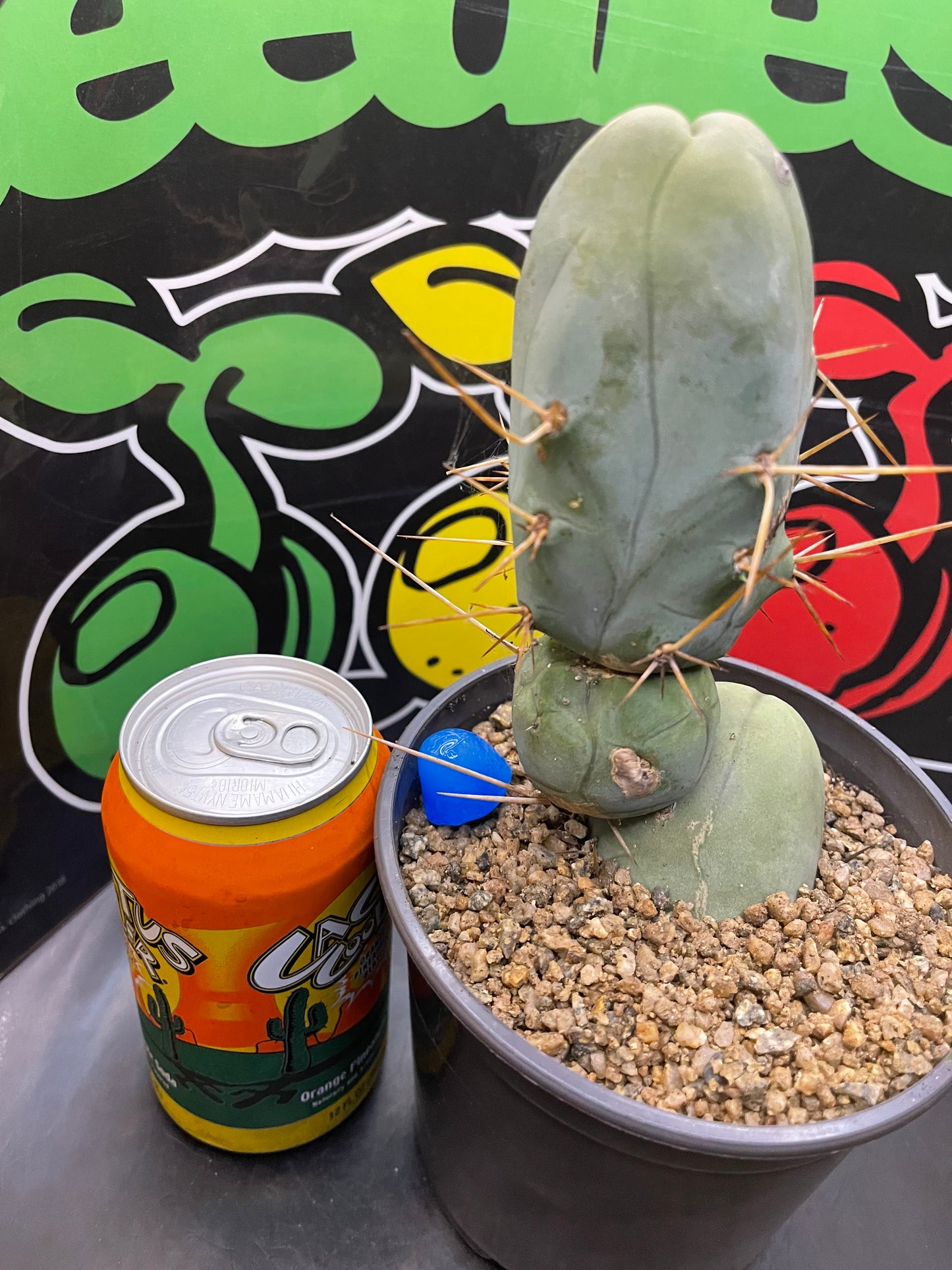 Tbm CACTUS