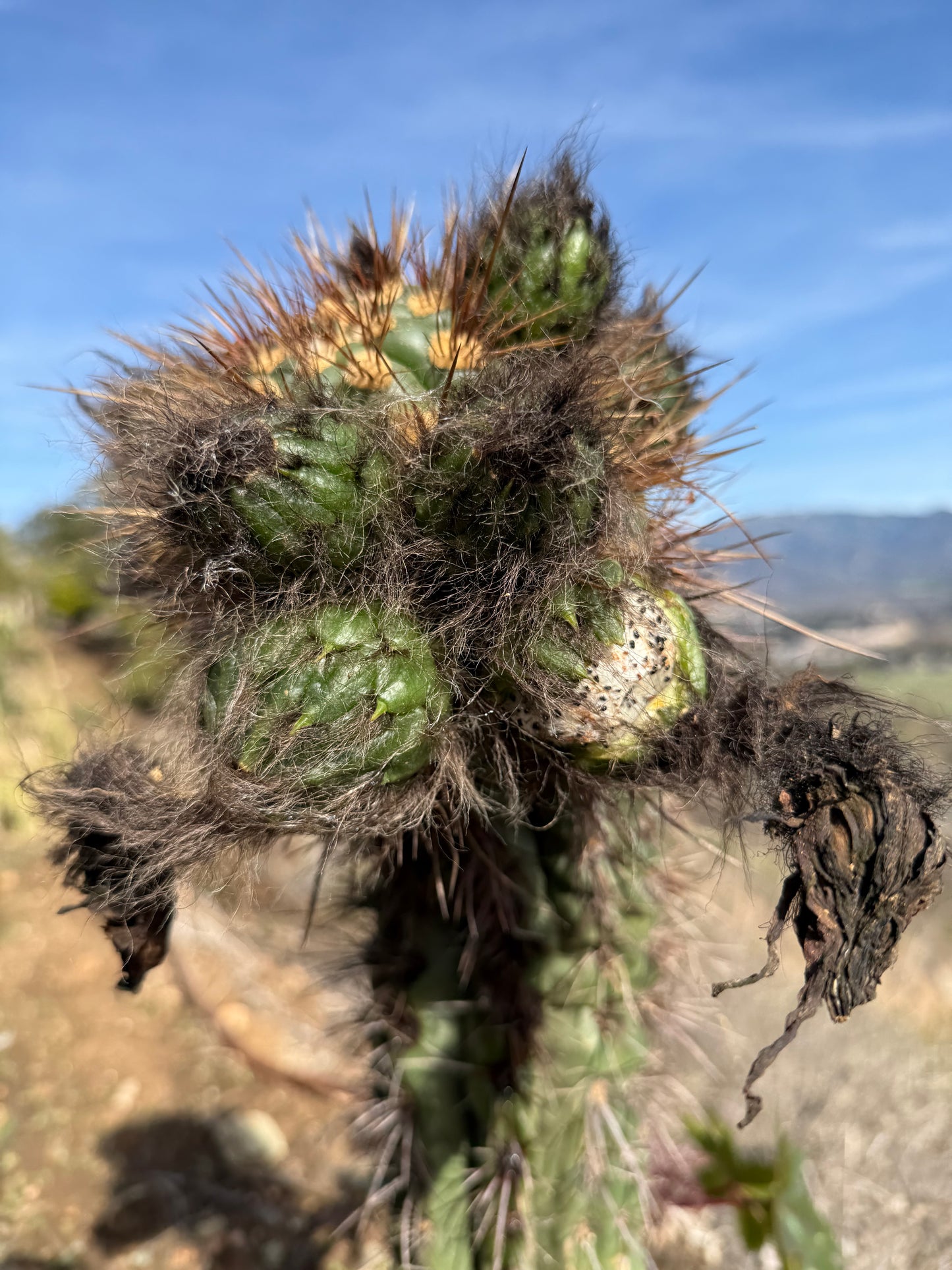 Trichocereus tacaquirensis seeds !