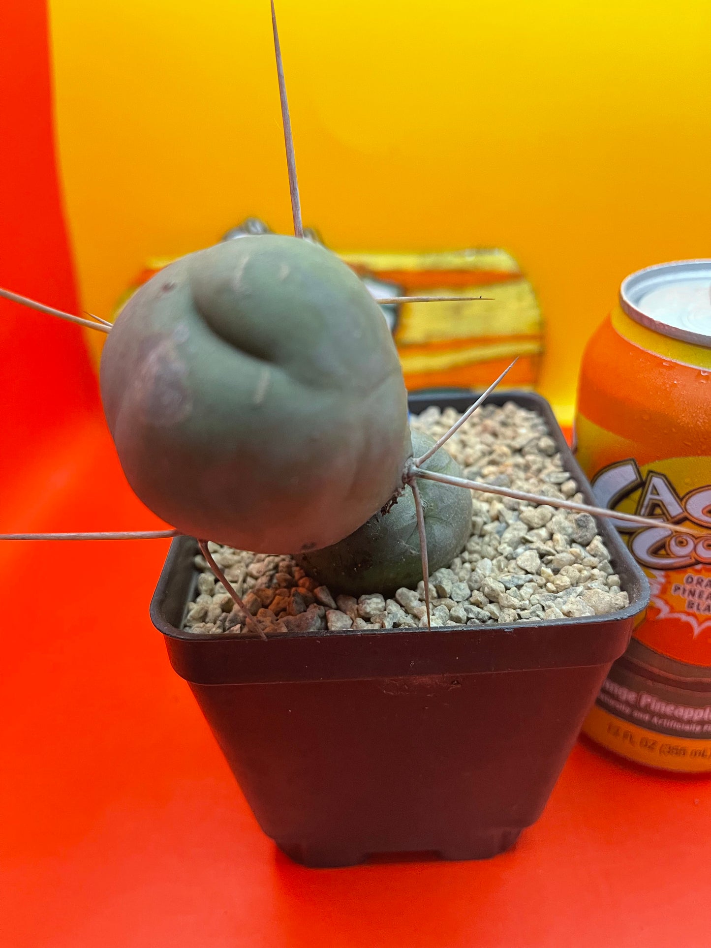 Tbm CACTUS !!!