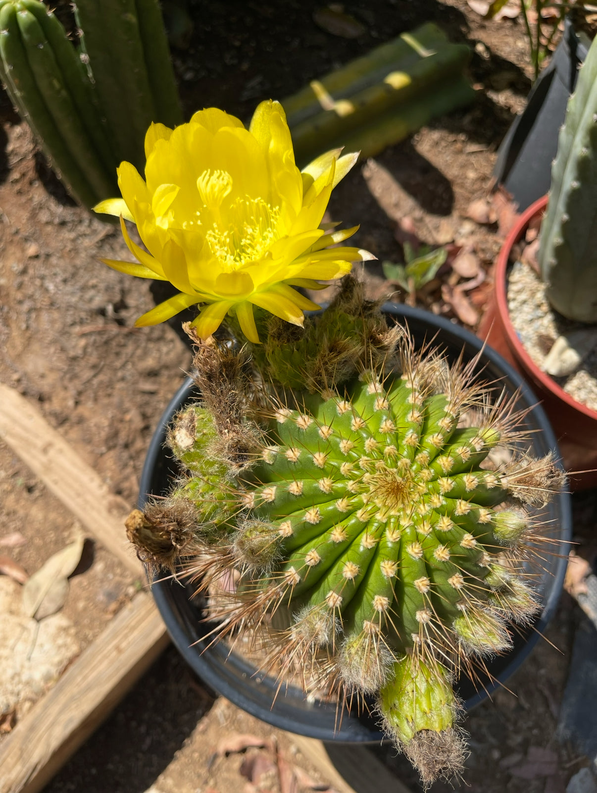 TRICHO HYBRID SEEDS !