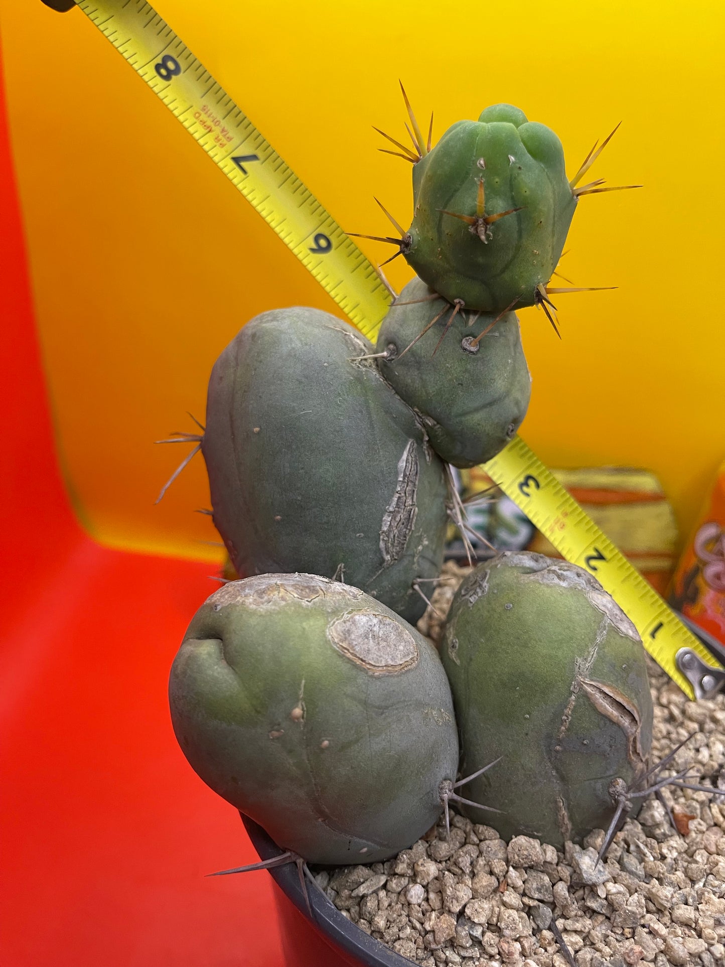 Tbm cactus !!!