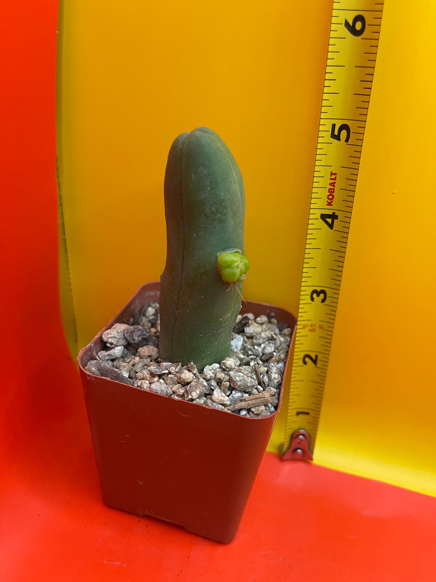 Tbm CACTUS!!