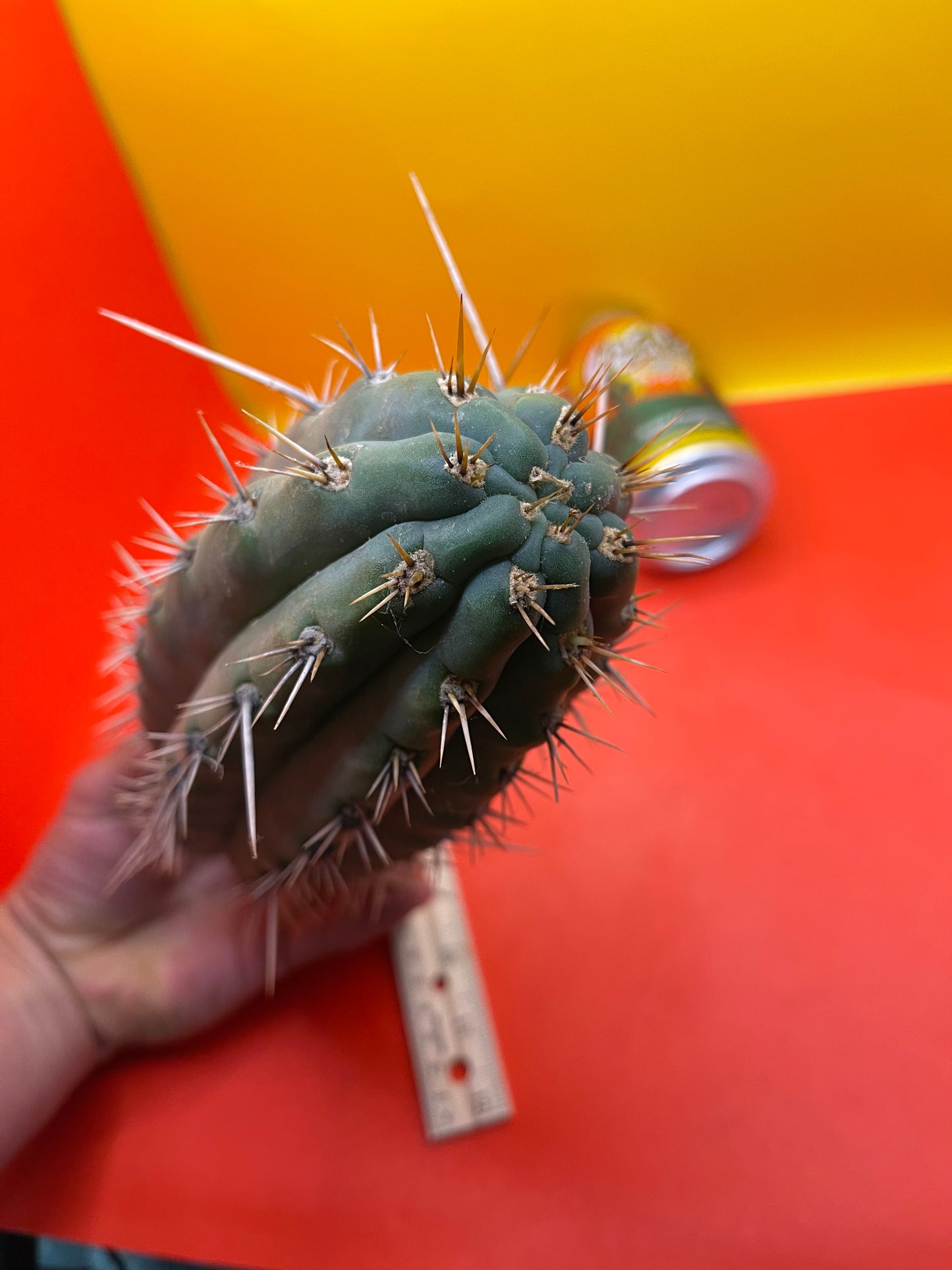 Trichocereus puquiensis