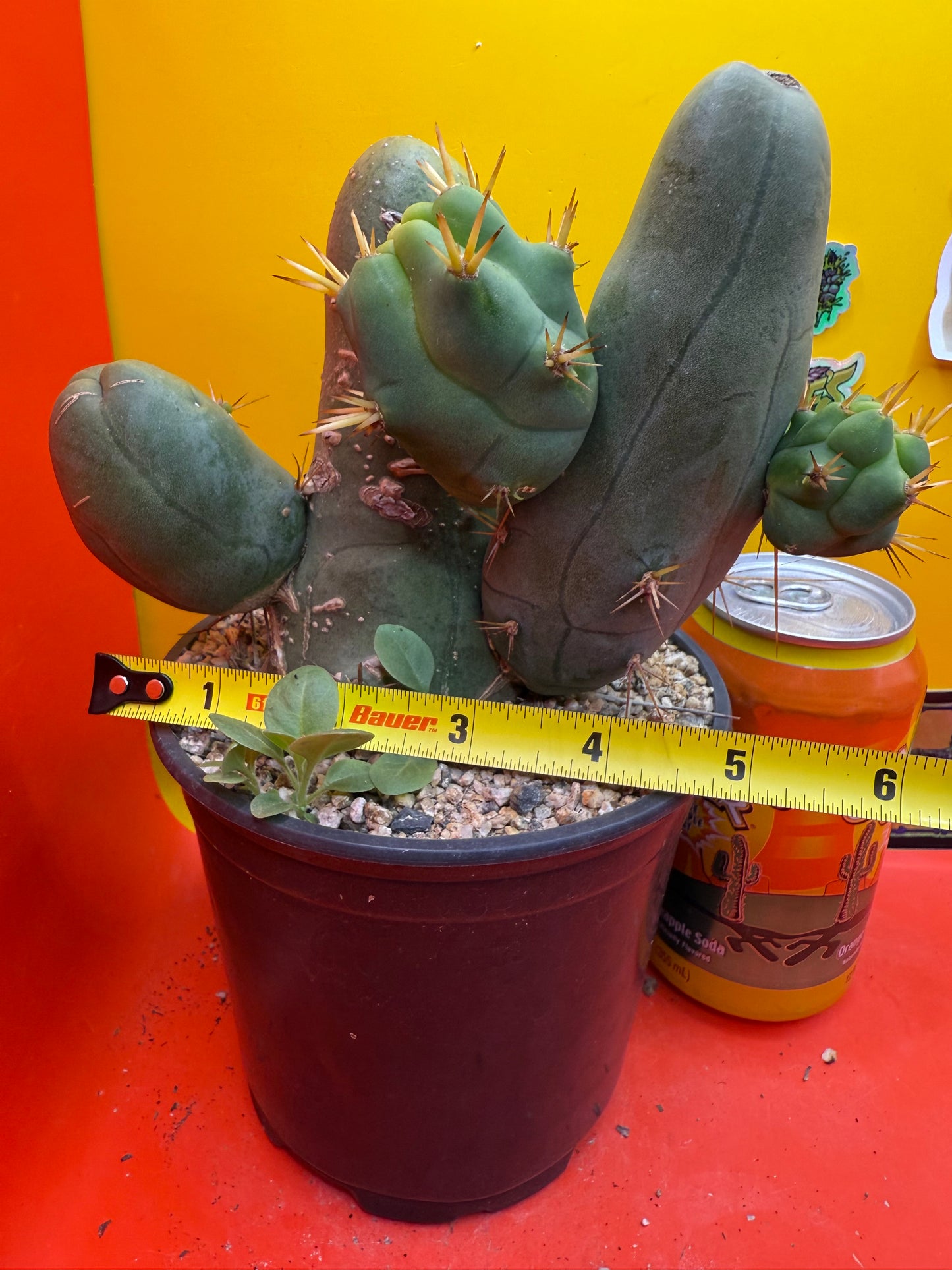 Exact cactus !