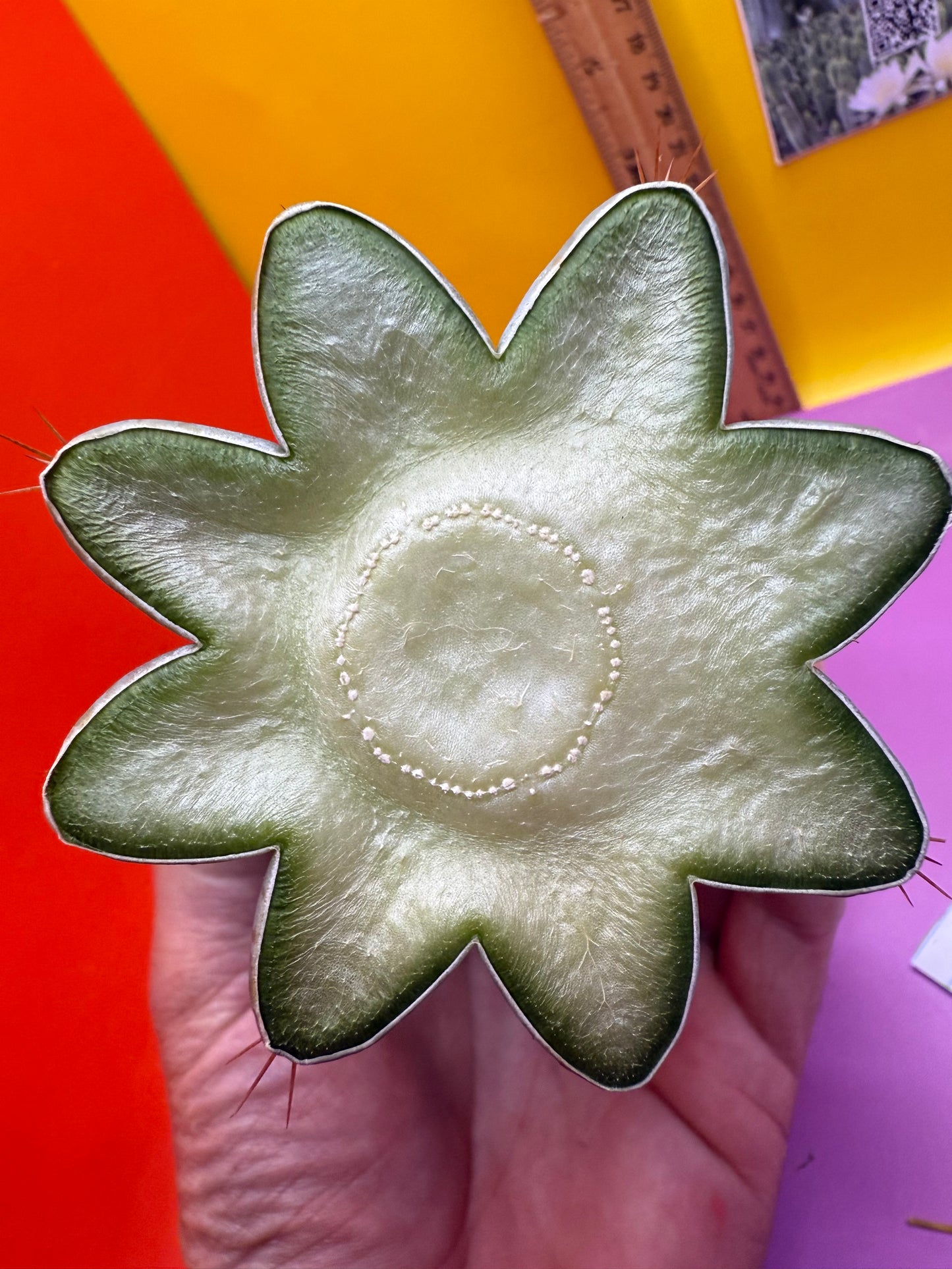 New years sale blue trichocereus peruvianus !!