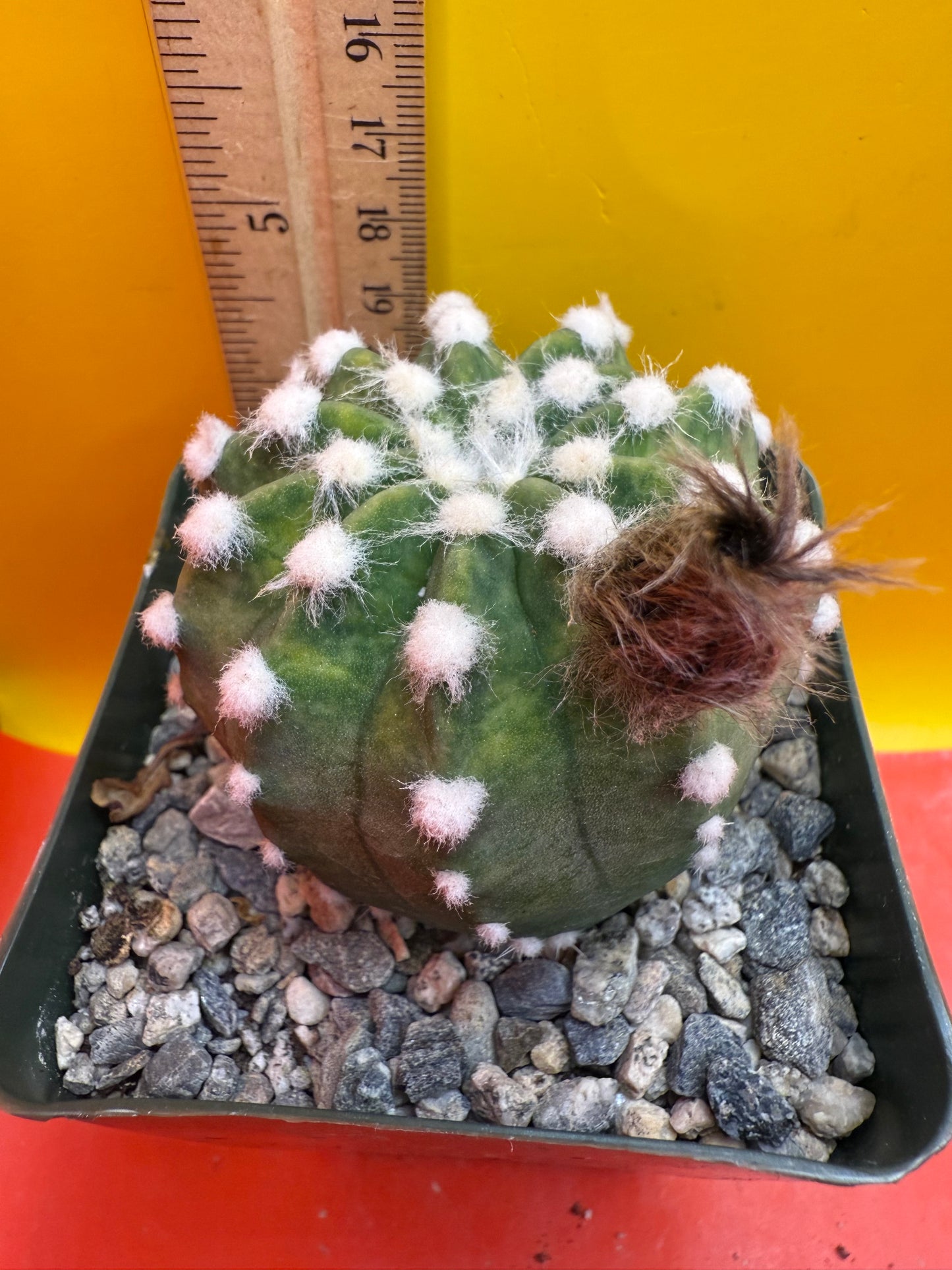 Domino cactus with fat flower bud !!