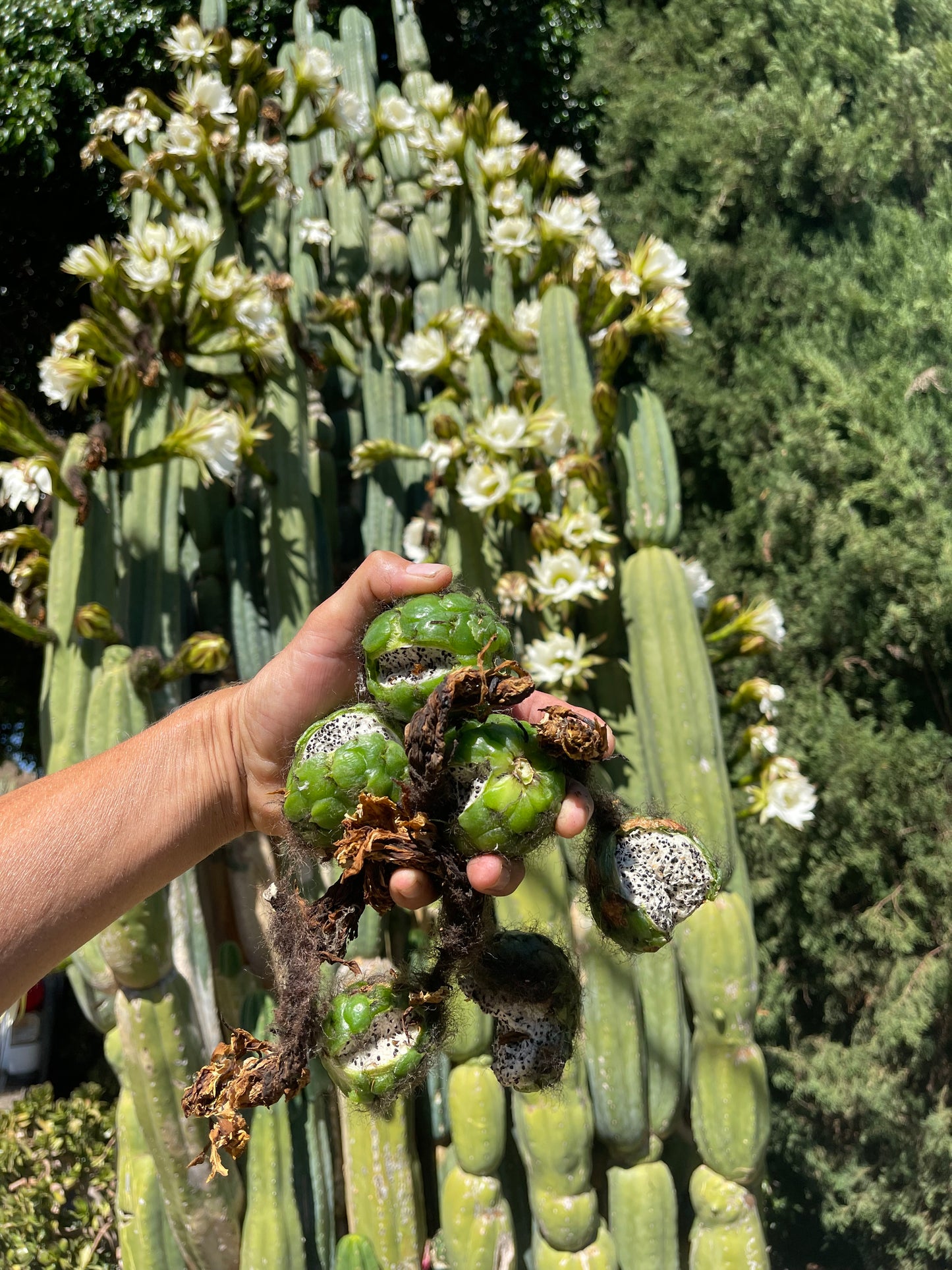 100 San Pedro Cactus - “Cahuilla” seeds!!