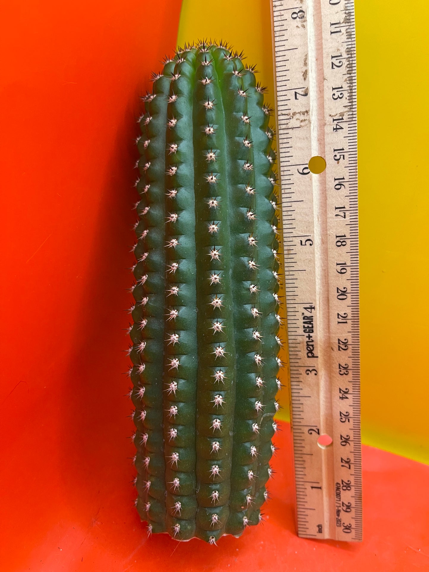 Trichocereus Brevispinulosus