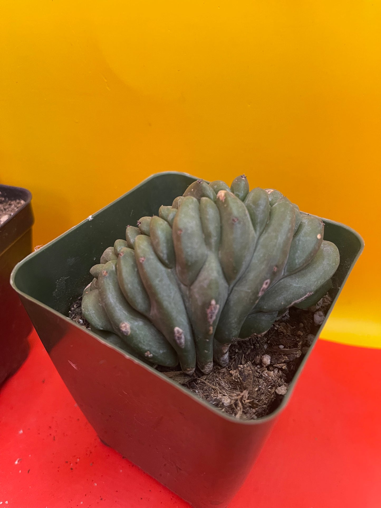 Crested Myrtillocactus