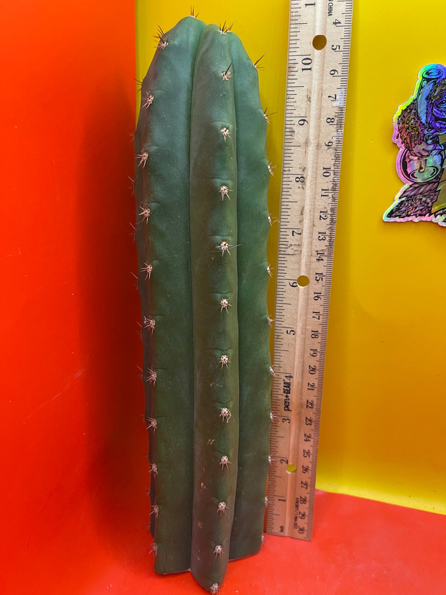 Trichocereus pallarensis x tpm