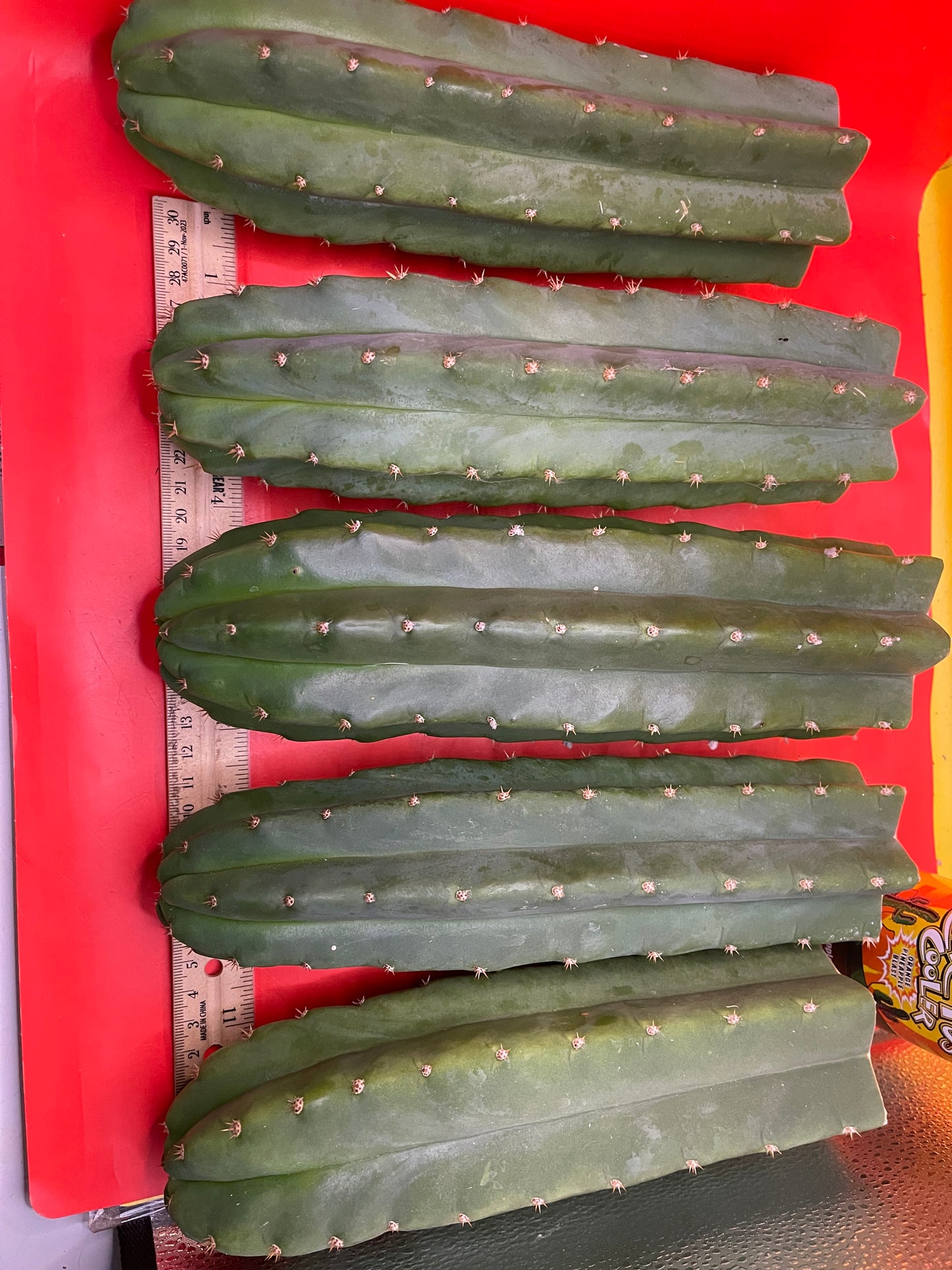 SAN PEDRO CACTUS CUTTING !