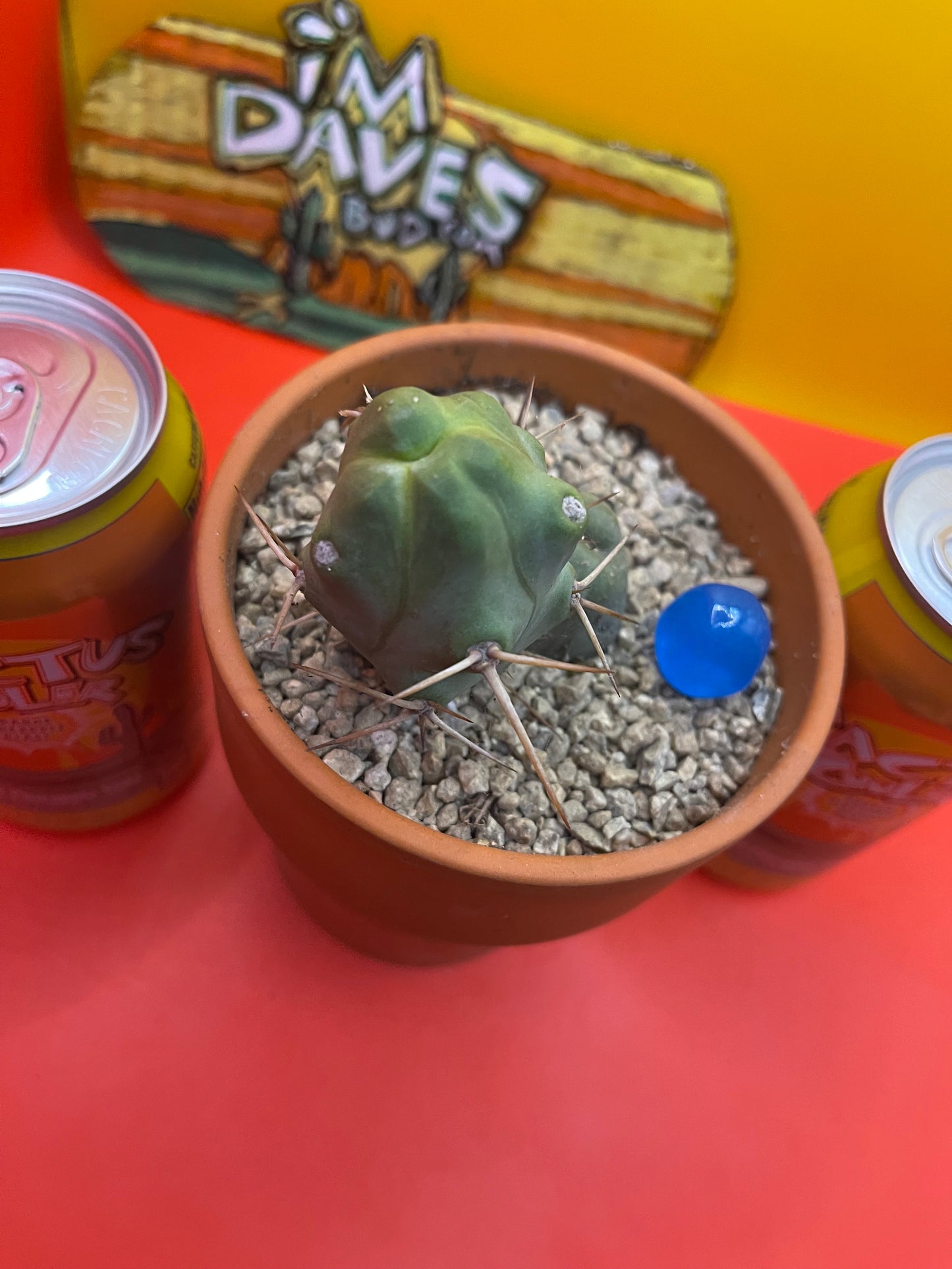 Trichocereus bridgesii Monstrose