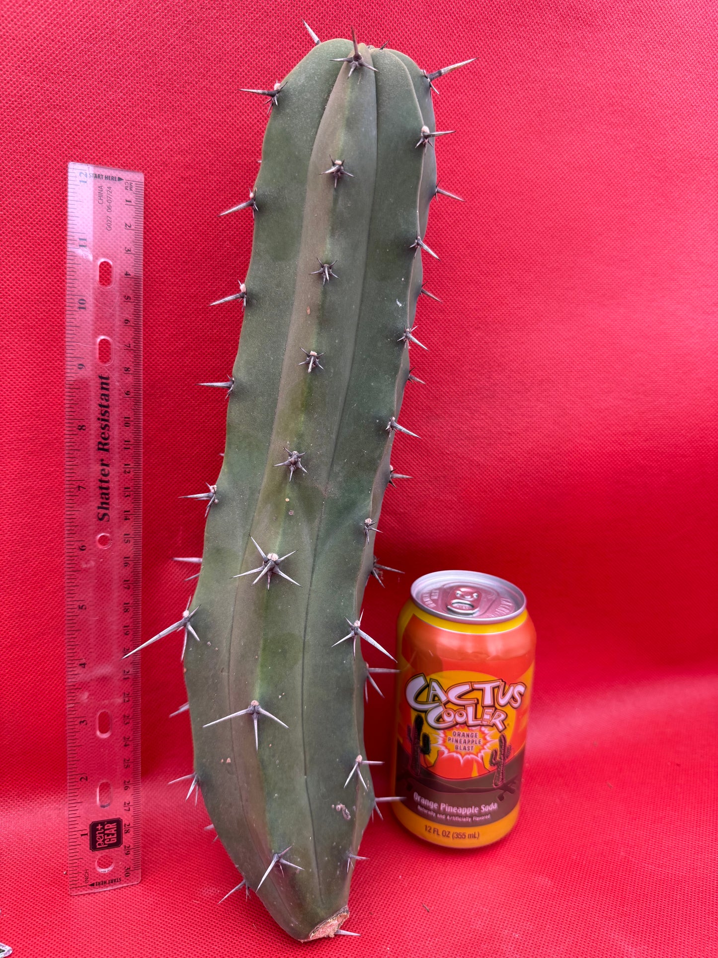Myrtillocactus geometrizans