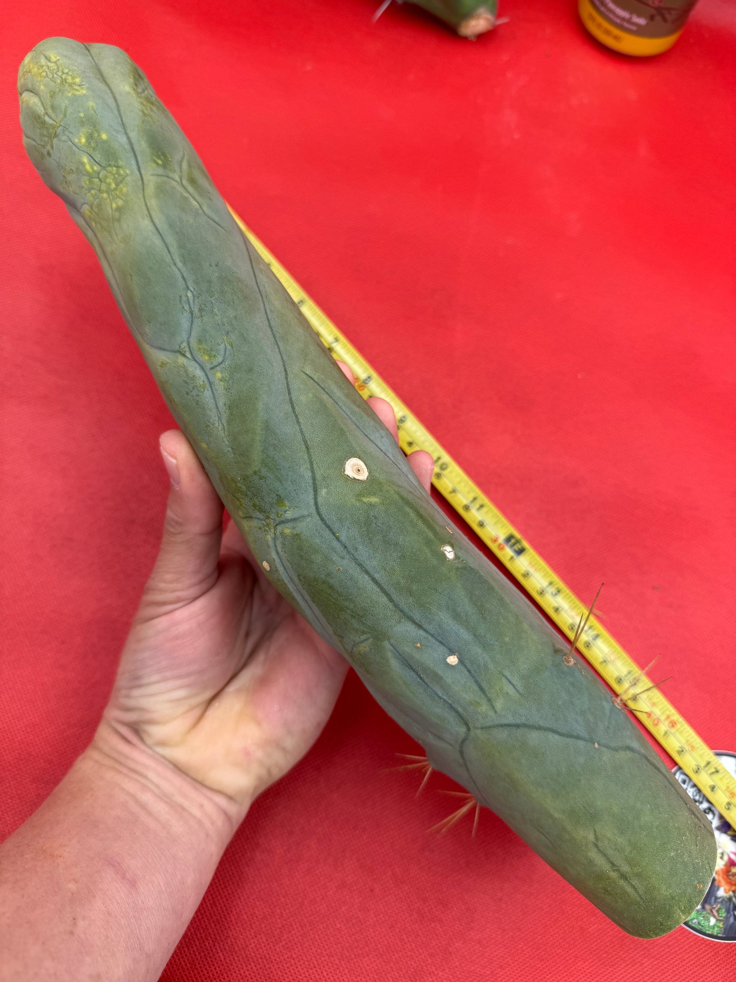 TBM-A well over a foot long !
