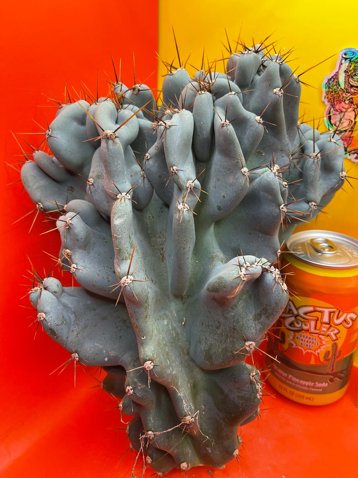 Cereus Monstrose