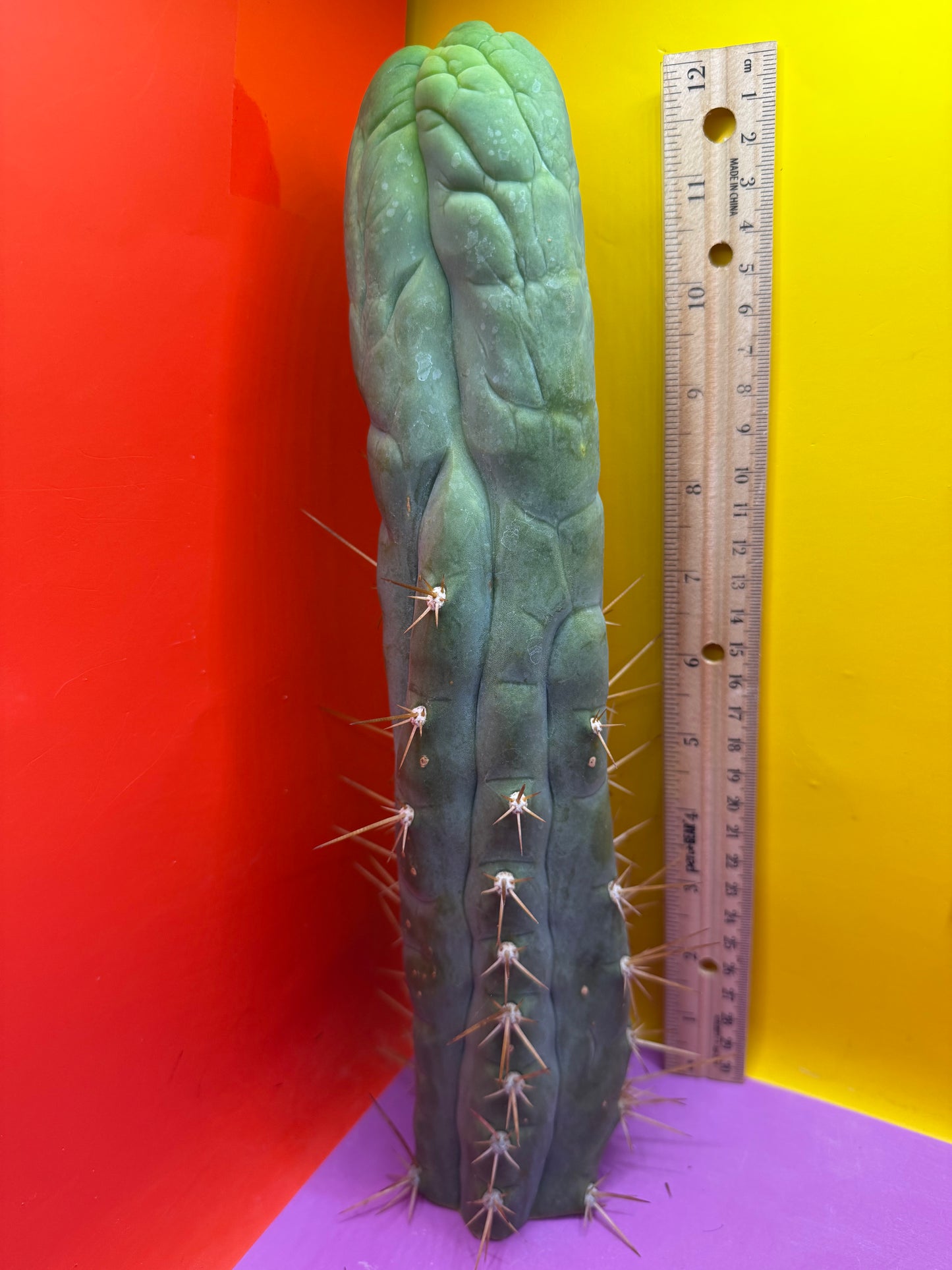 Bruce’s Dragon - almost 3” thick !