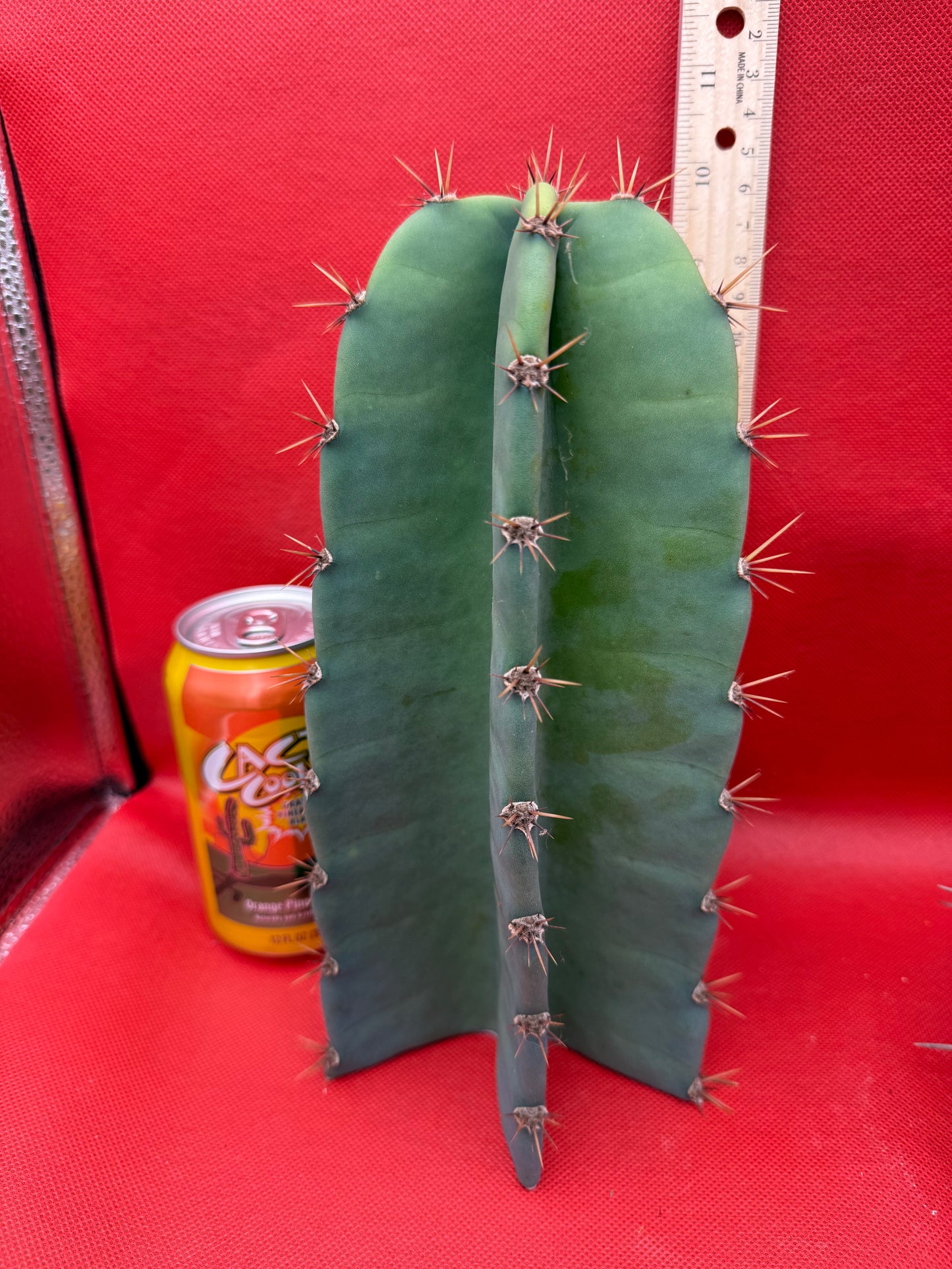 Cereus peruvianus