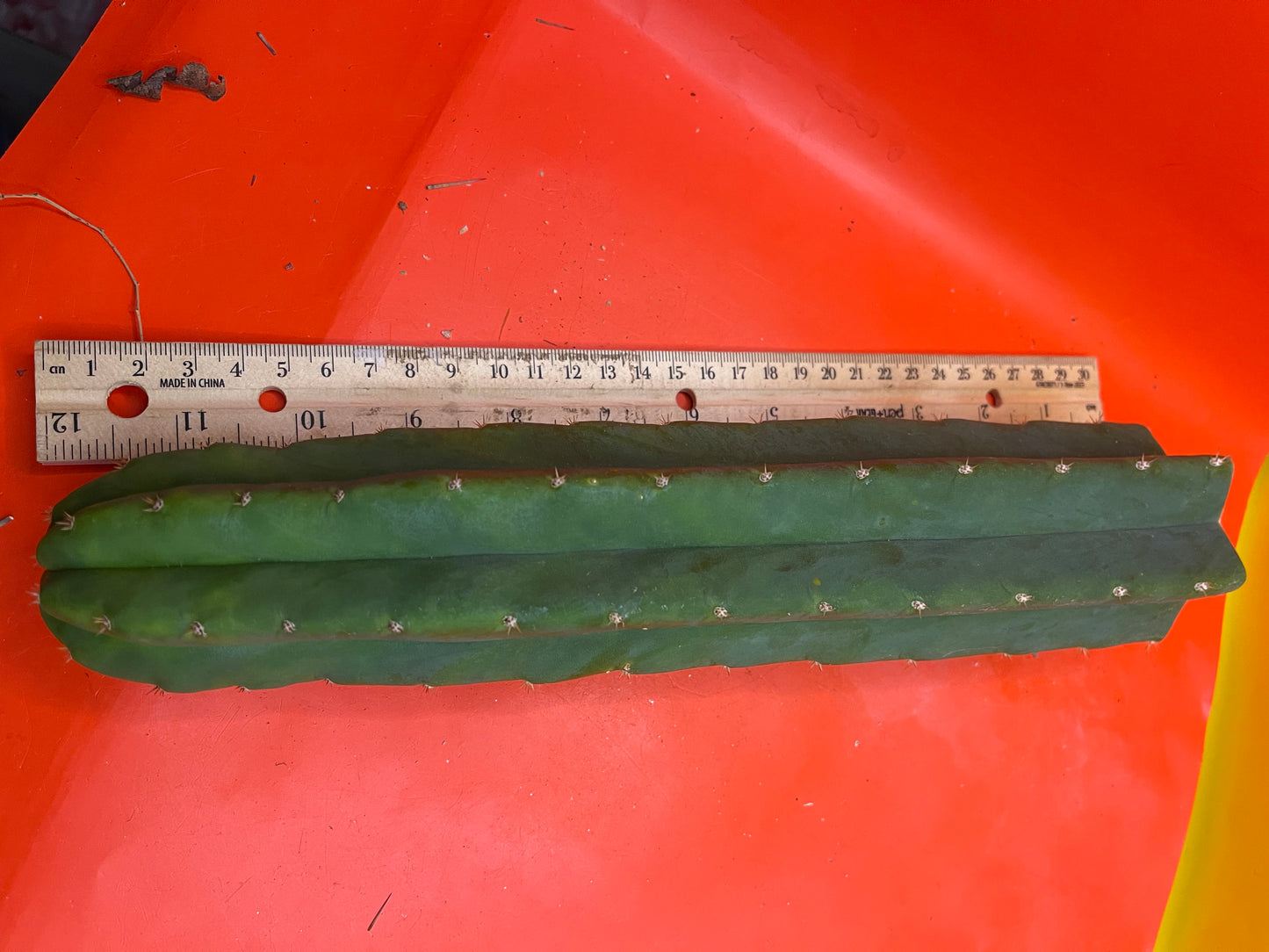 San Pedro Cactus šµ