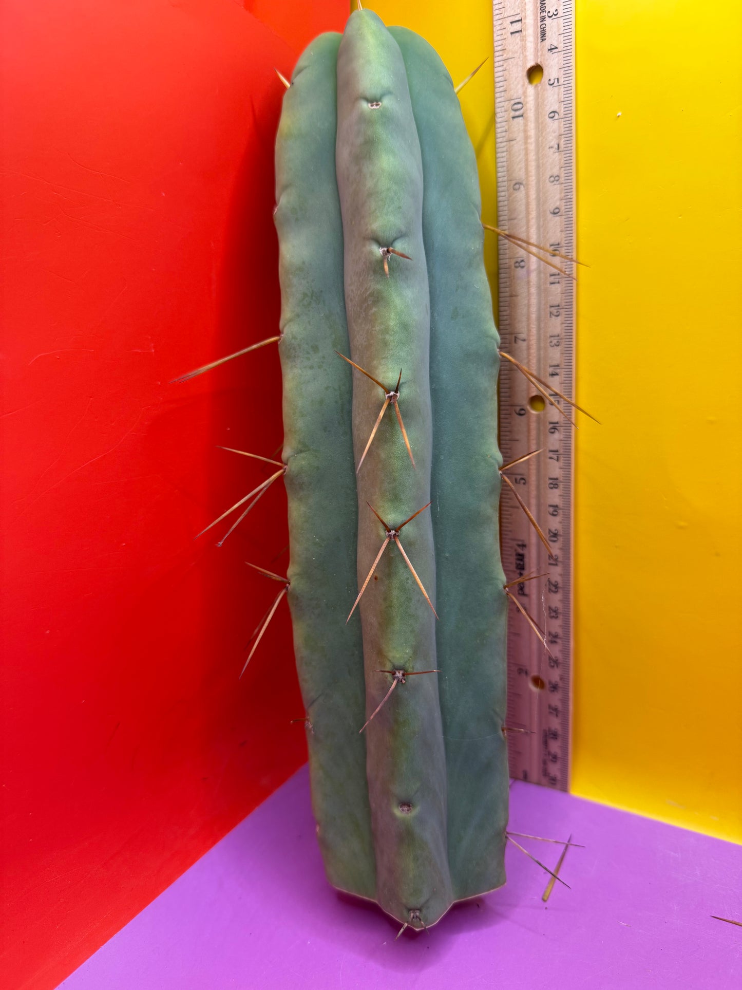 “LMA” bridgesii