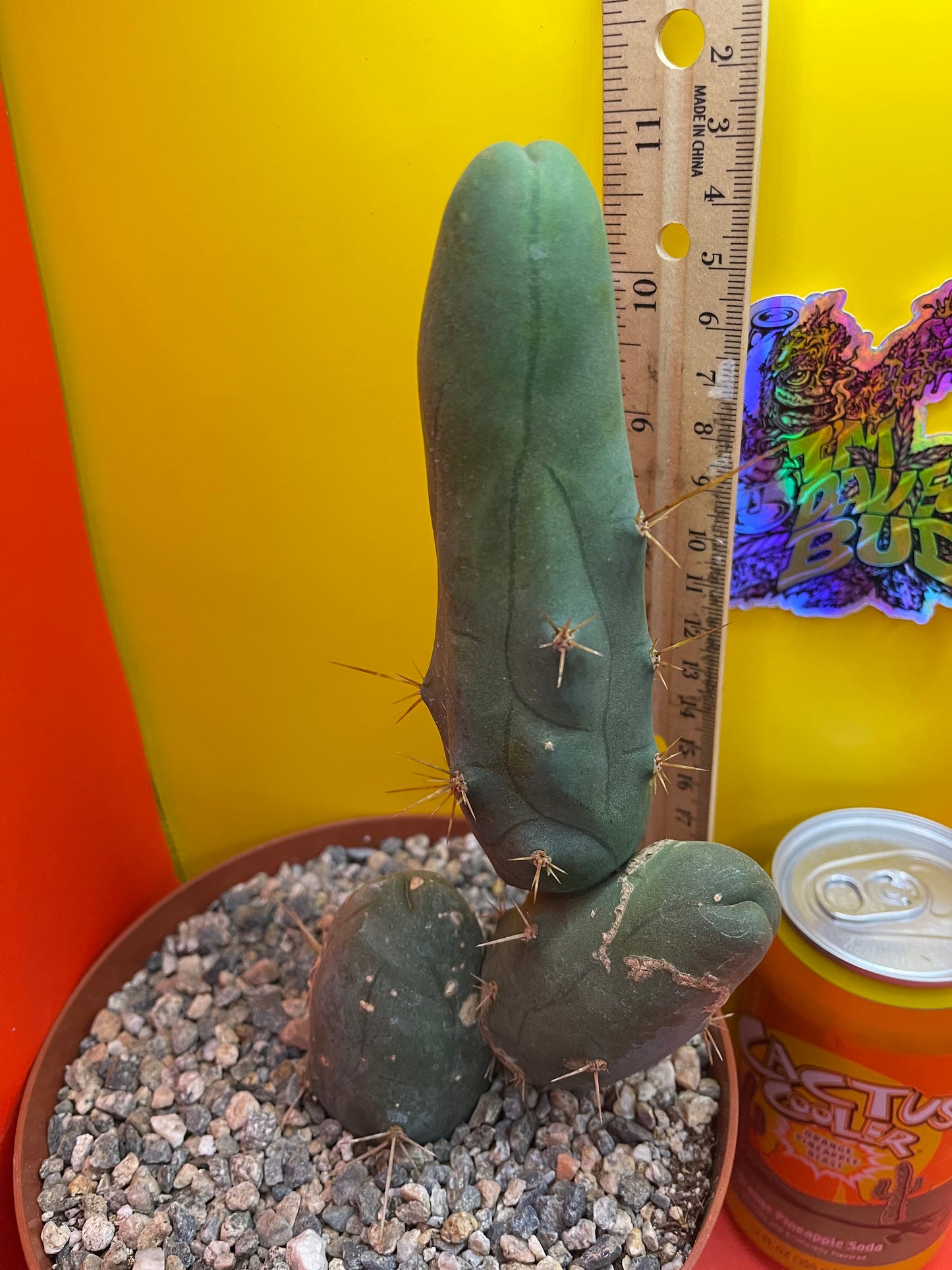 TBM-b - ships in pot - exact cactus -