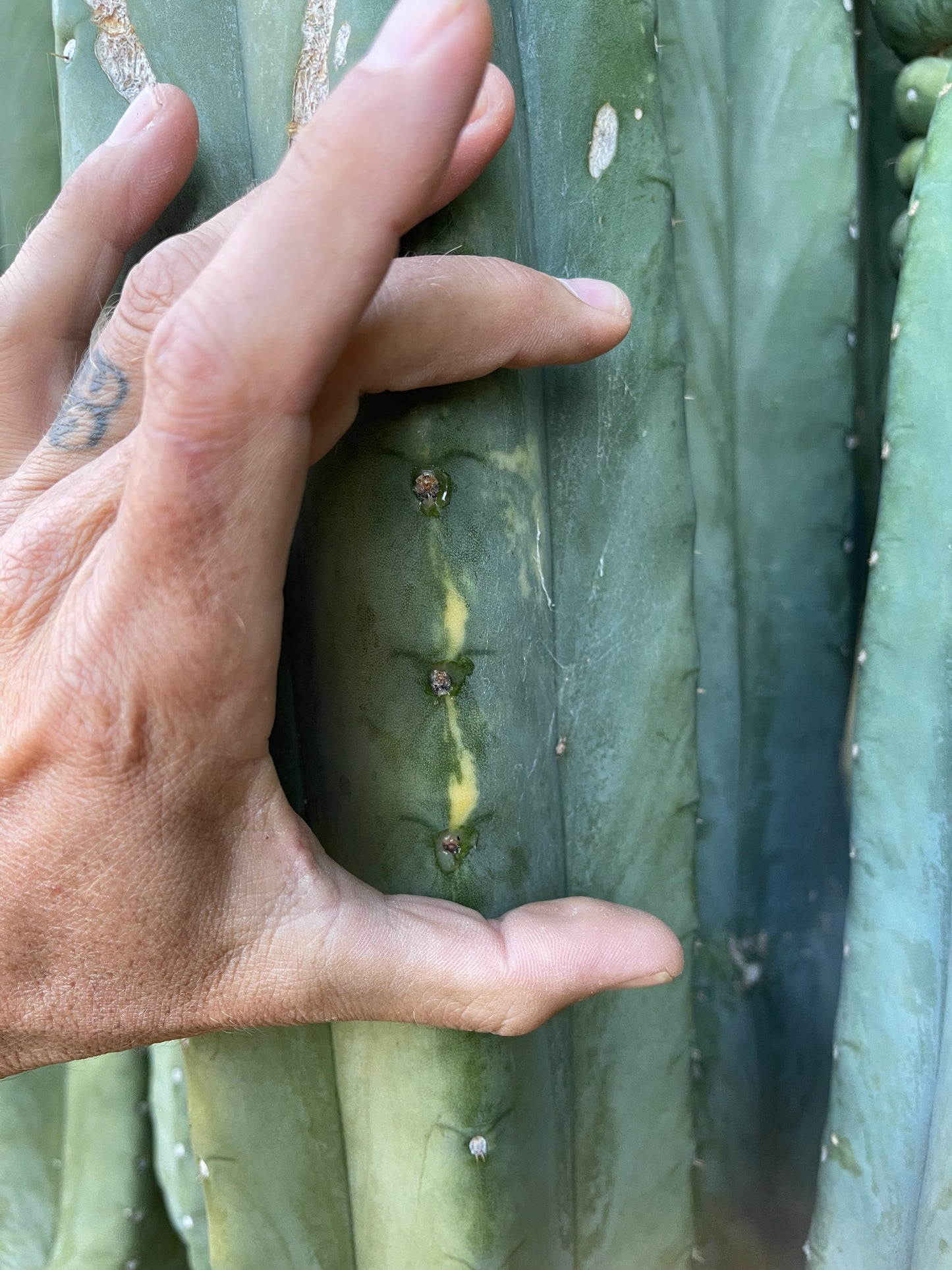 100 San Pedro Cactus - “Cahuilla” seeds!!