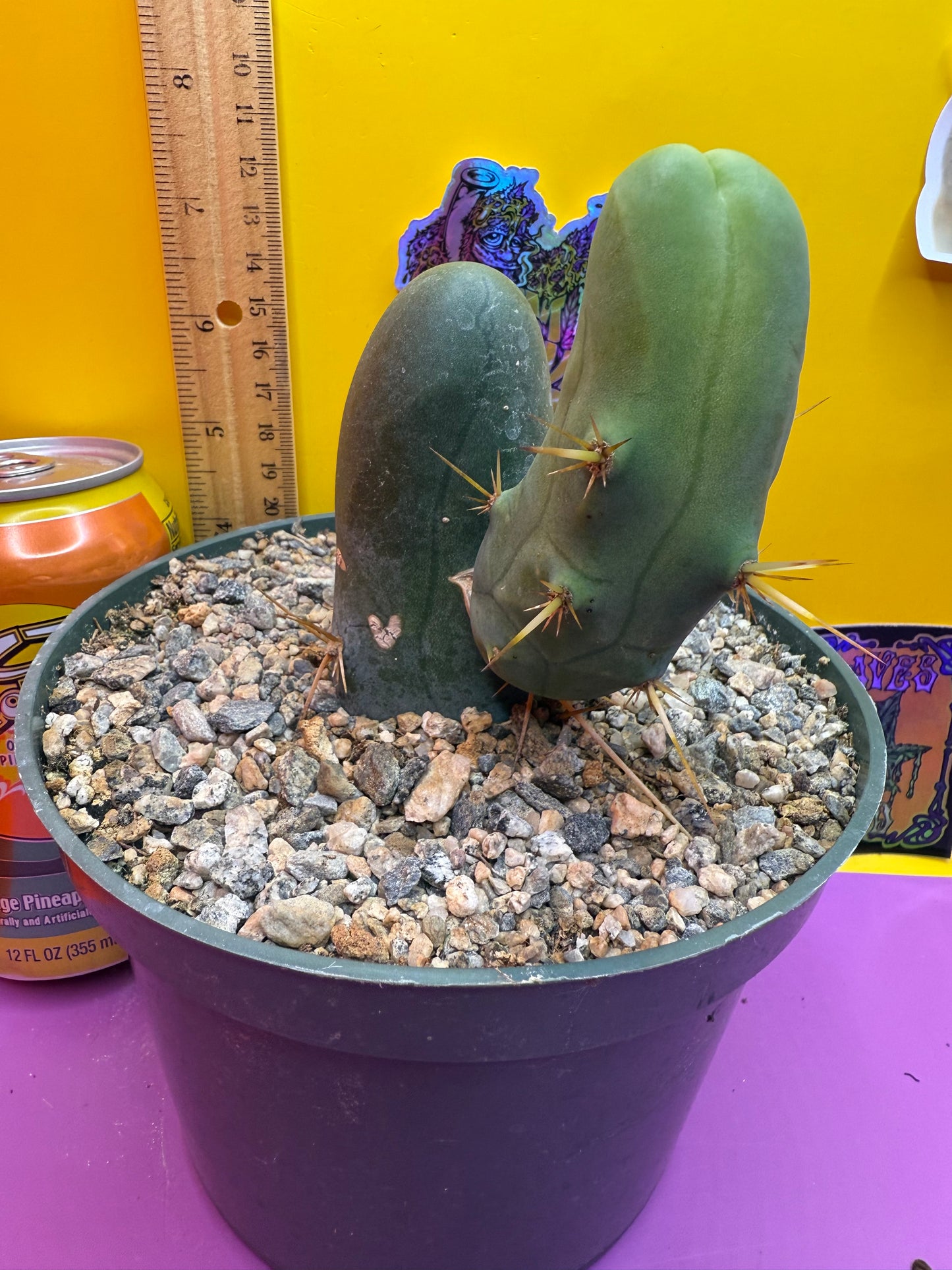 TBM-b ships in 6”wide pot - fully rooted