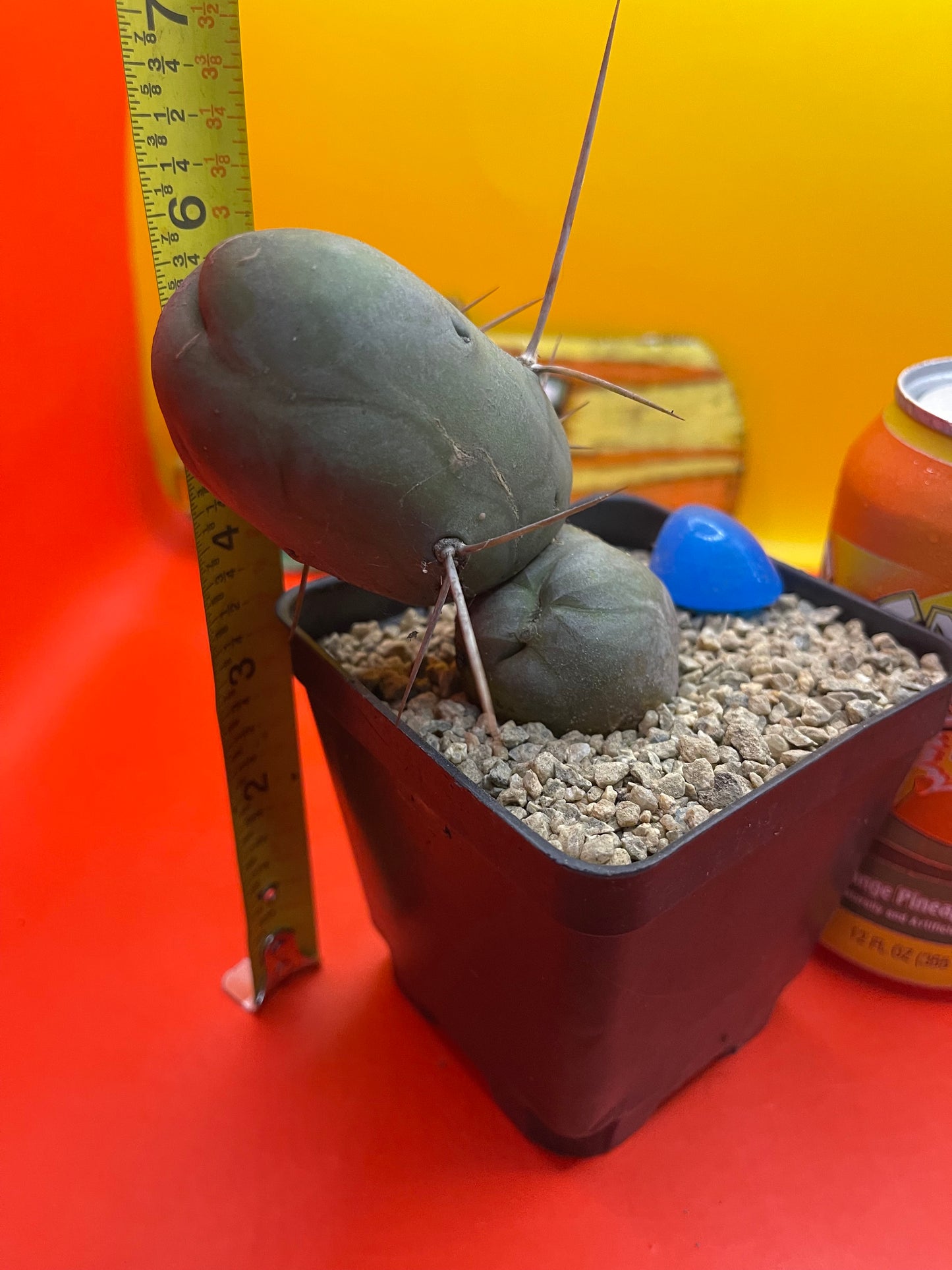 Tbm CACTUS !!!