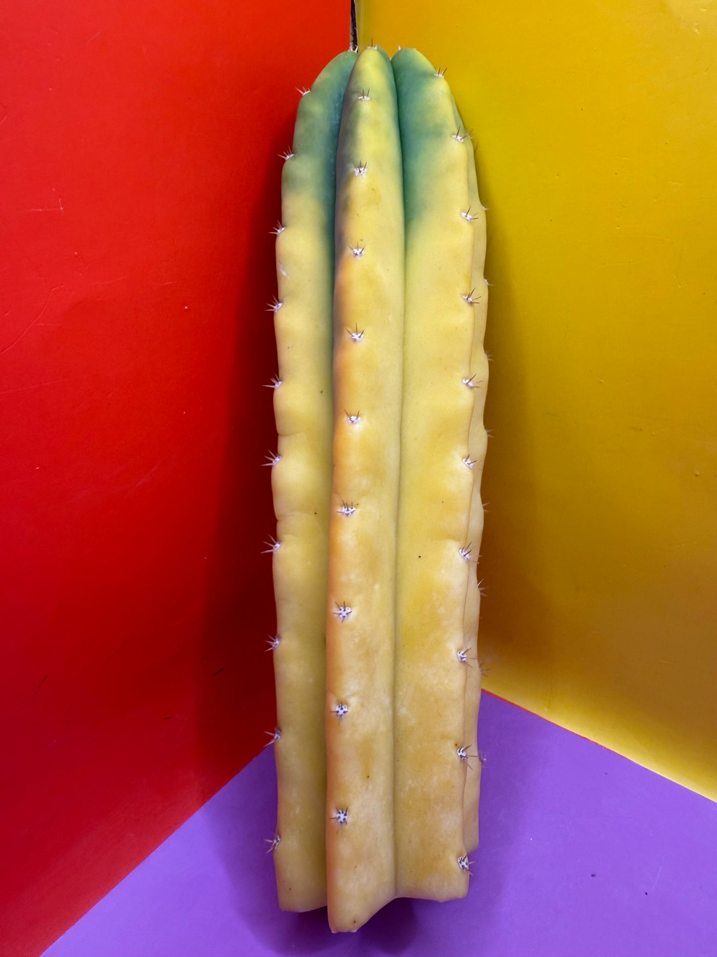 Banana San Pedro Cactus !