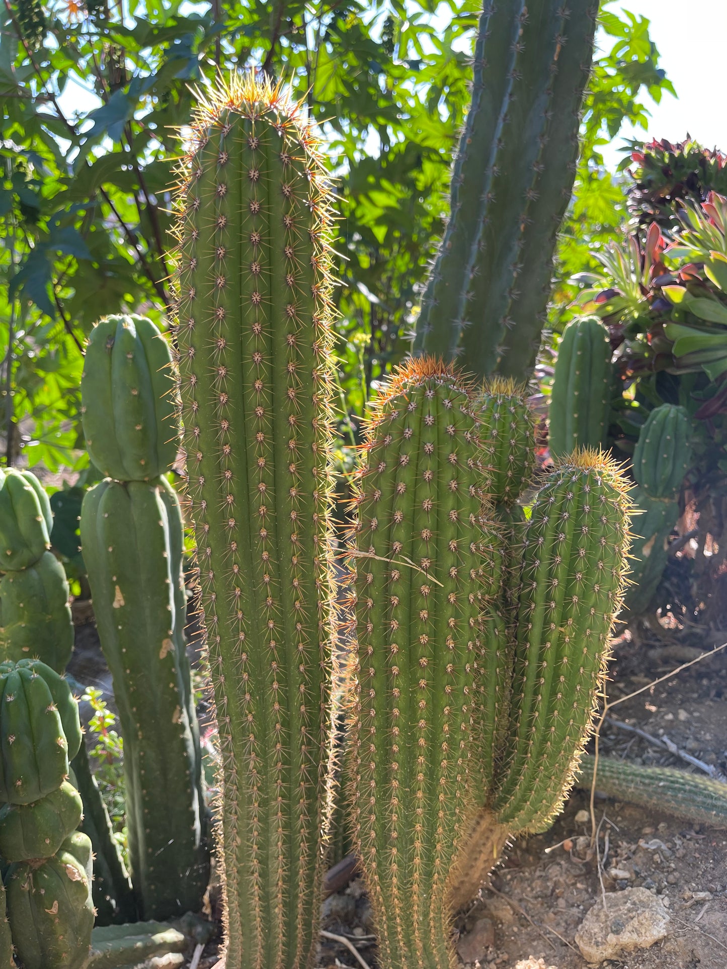 Trichocereus Spachianus seeds