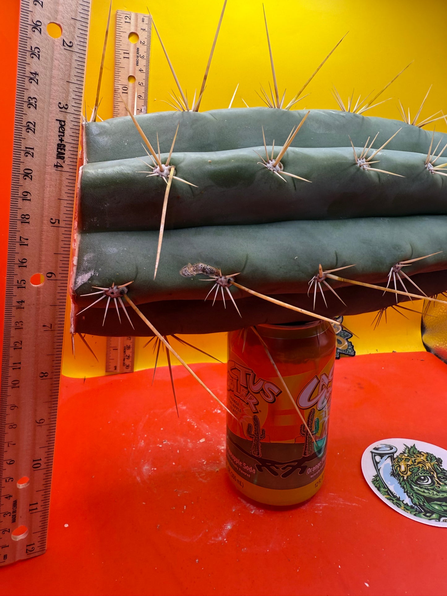 TRICHOCEREUS MACROGONUS !